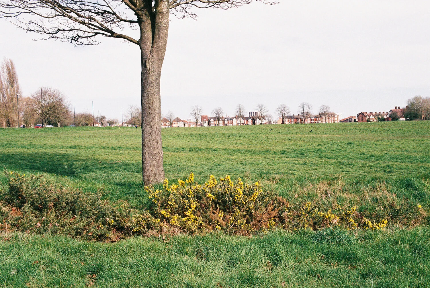 Adele Print Image.JPG