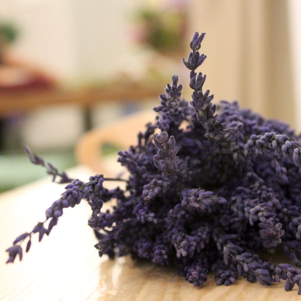 Lavanda color Morada preservada
