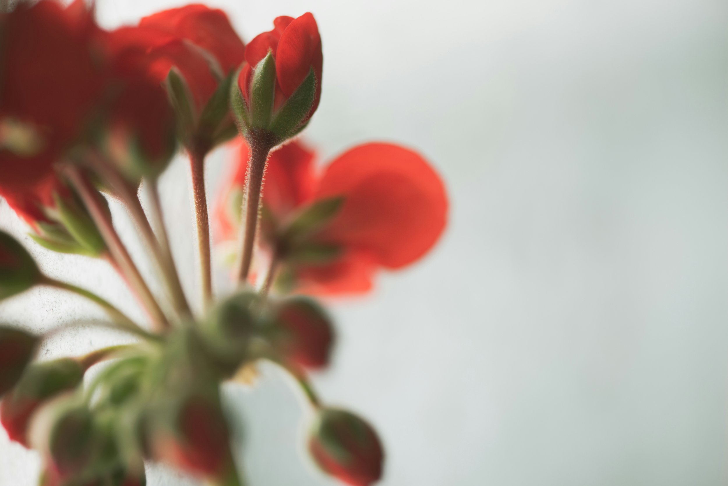 flor geranio 8.jpg