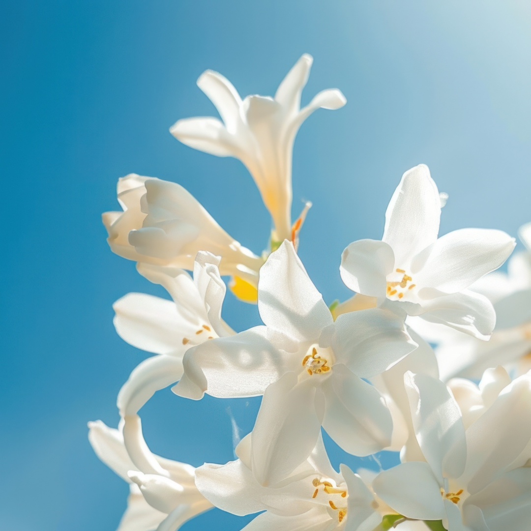 tuberosa 1.PNG