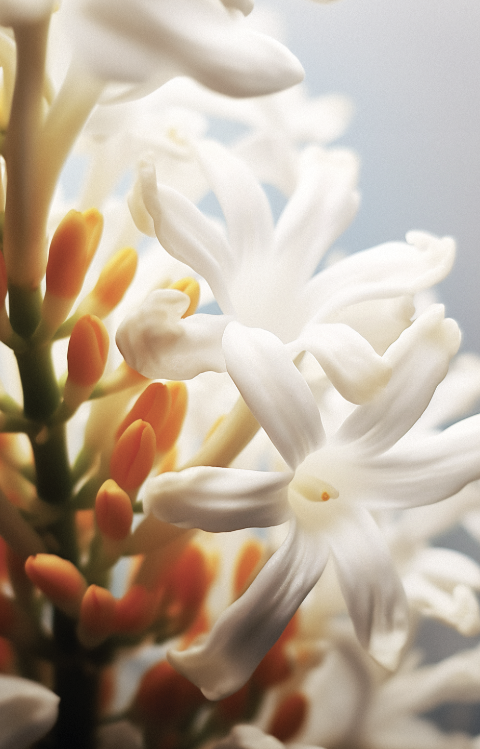 neroli.png