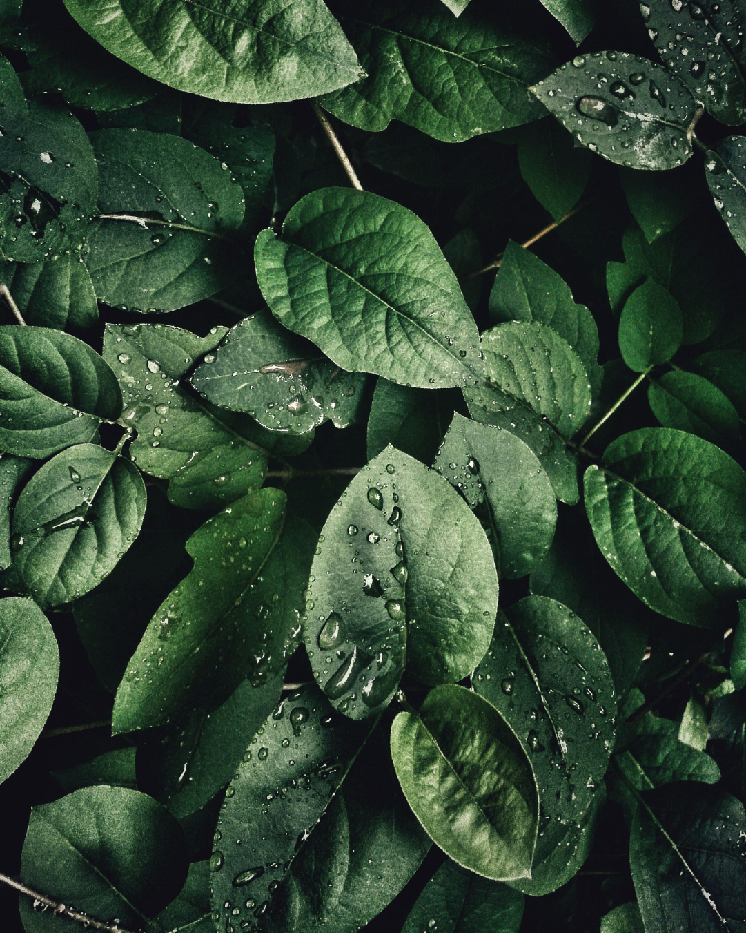 hojas verdes green verdant.png