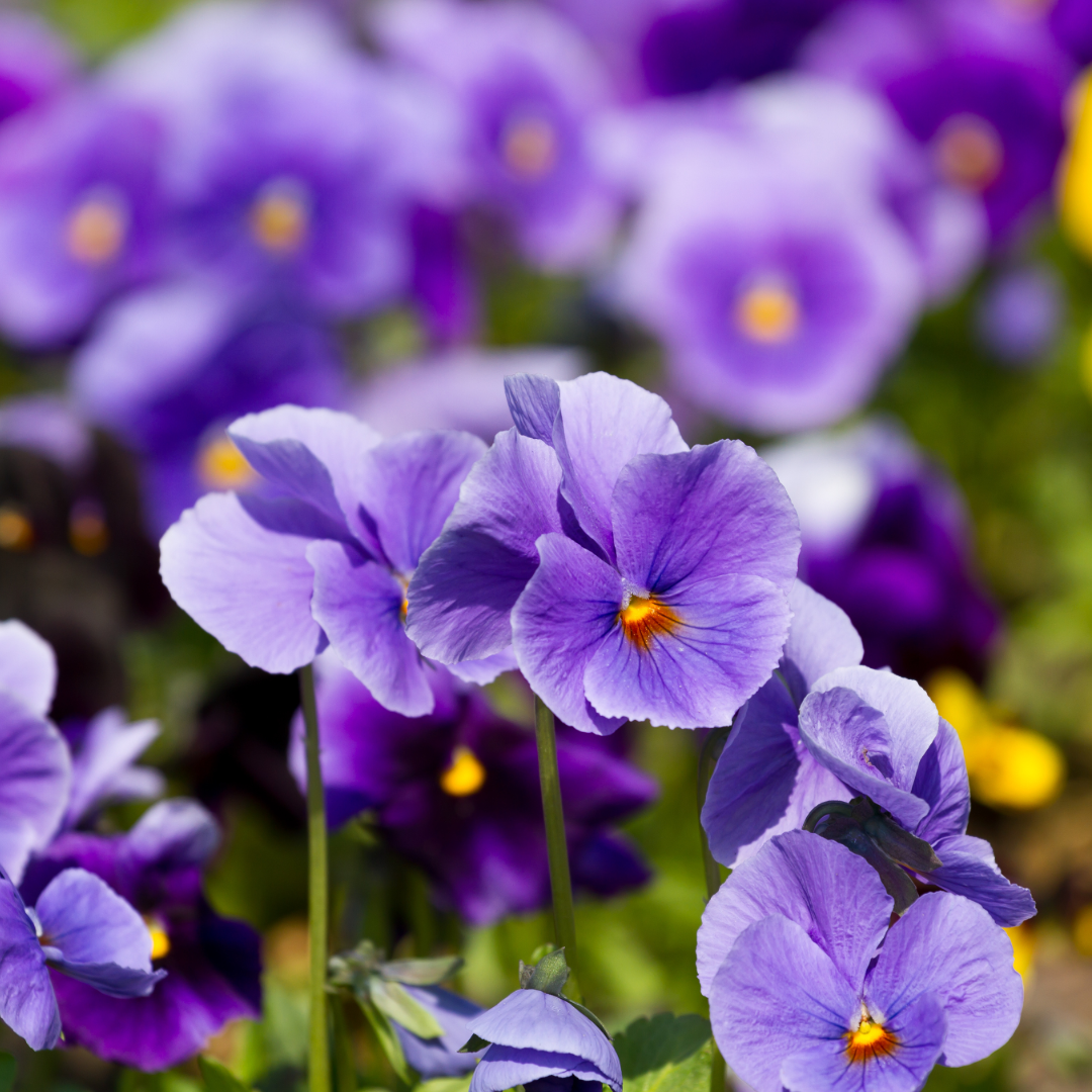 violetas.PNG