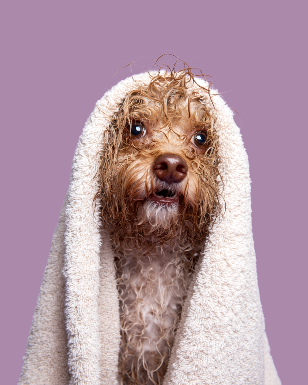 Hundetoilette Haustiere.PNG