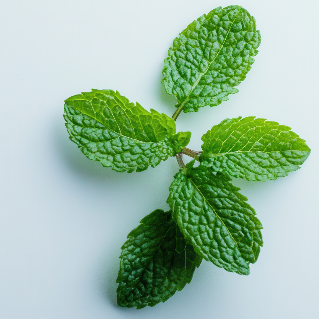 menta.PNG