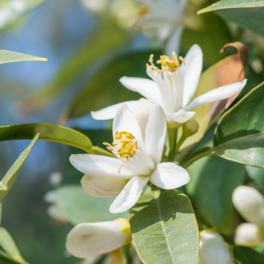 azahar flor blanca.PNG