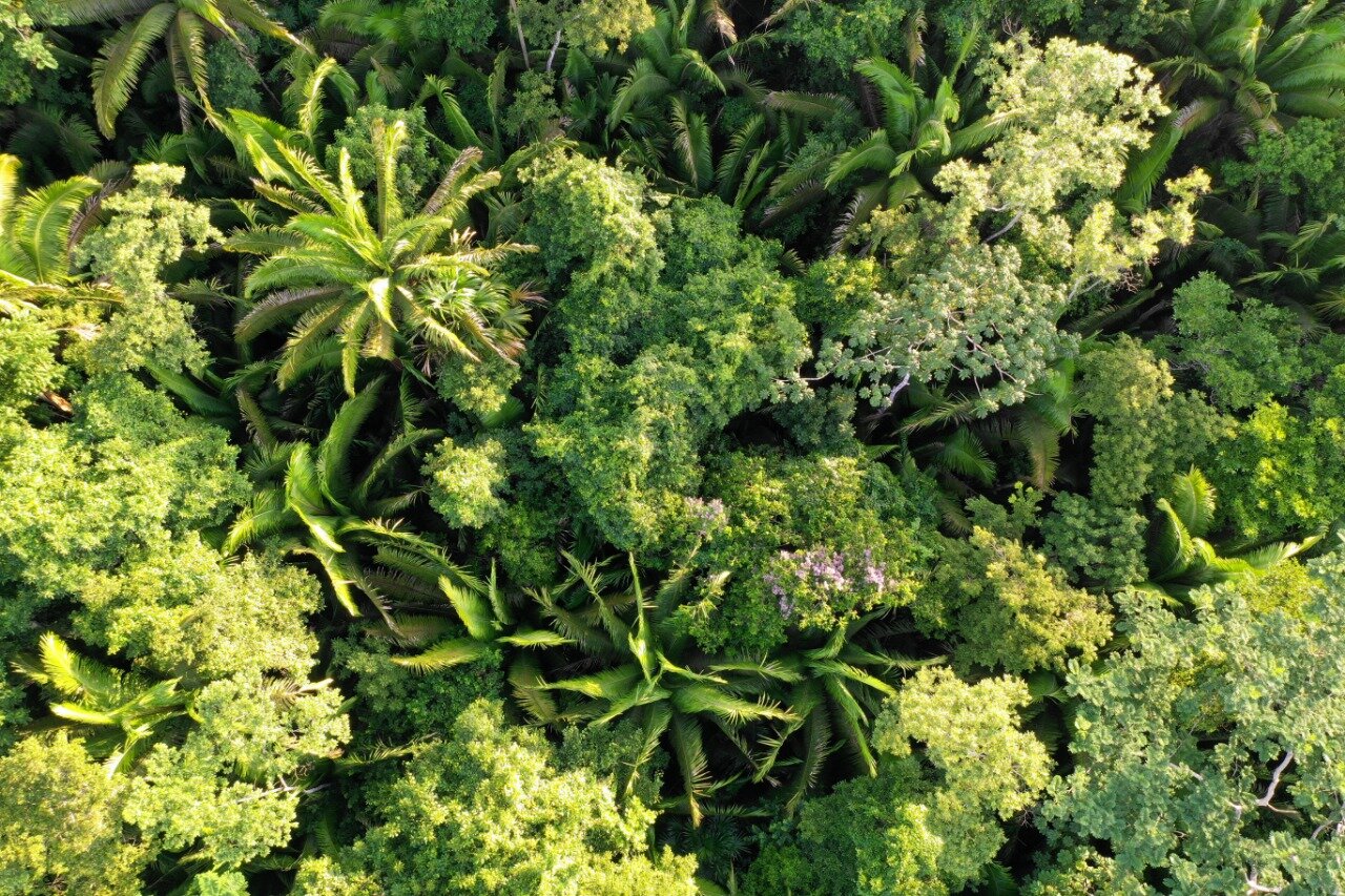 WhatsApp Image 2020-11-05 at 23.26.03.jpeg