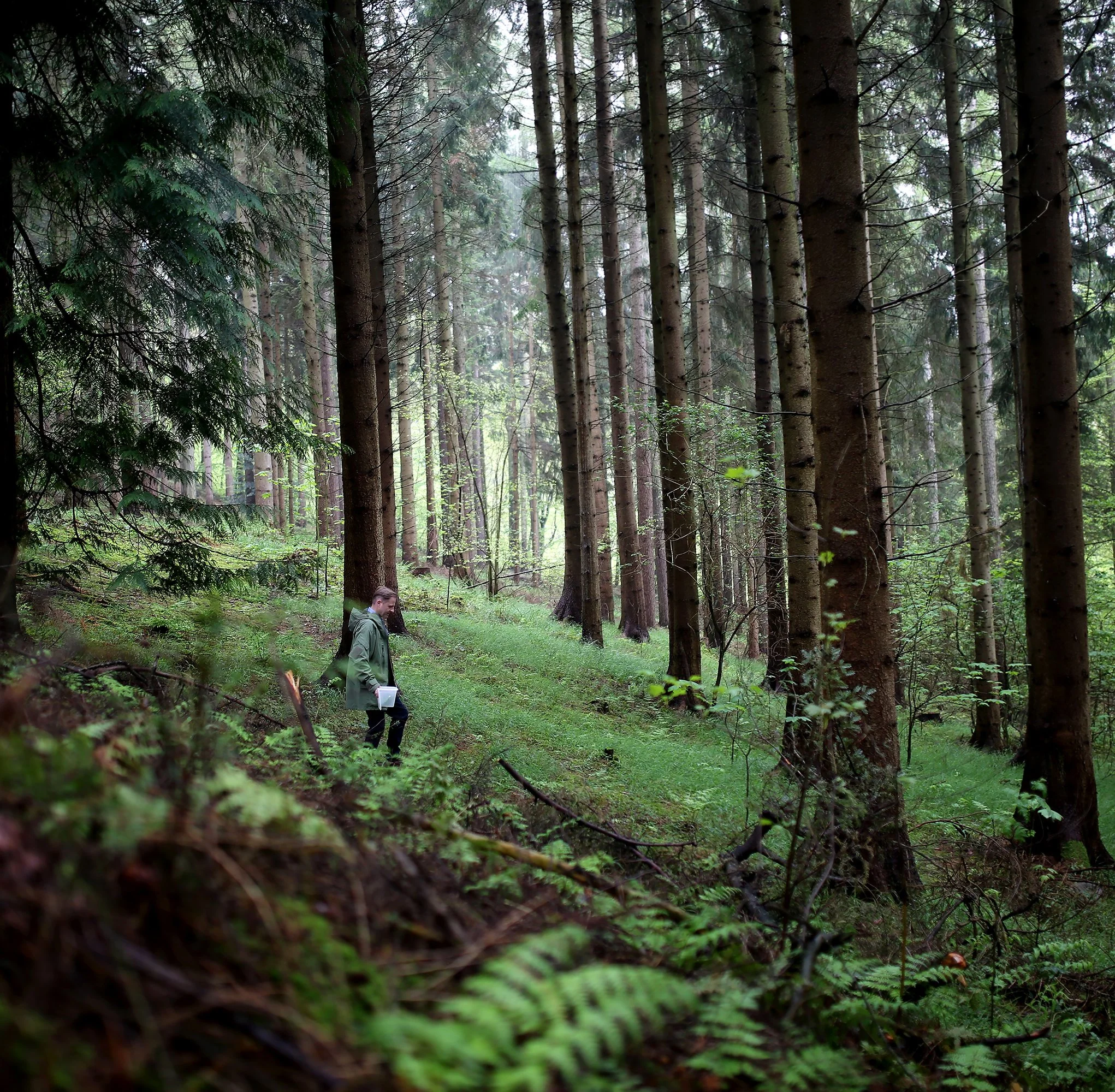 WILD-Sanke.jpg