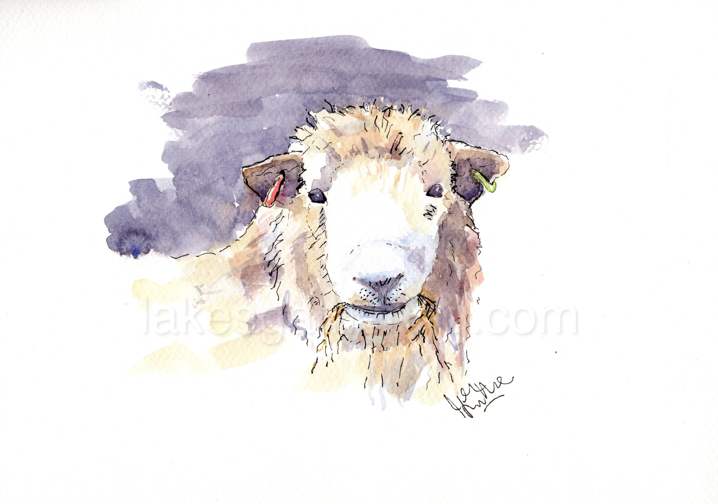 Herdy Head (A4 print - free UK delivery) original pen & wash painting by John Lipscombe
