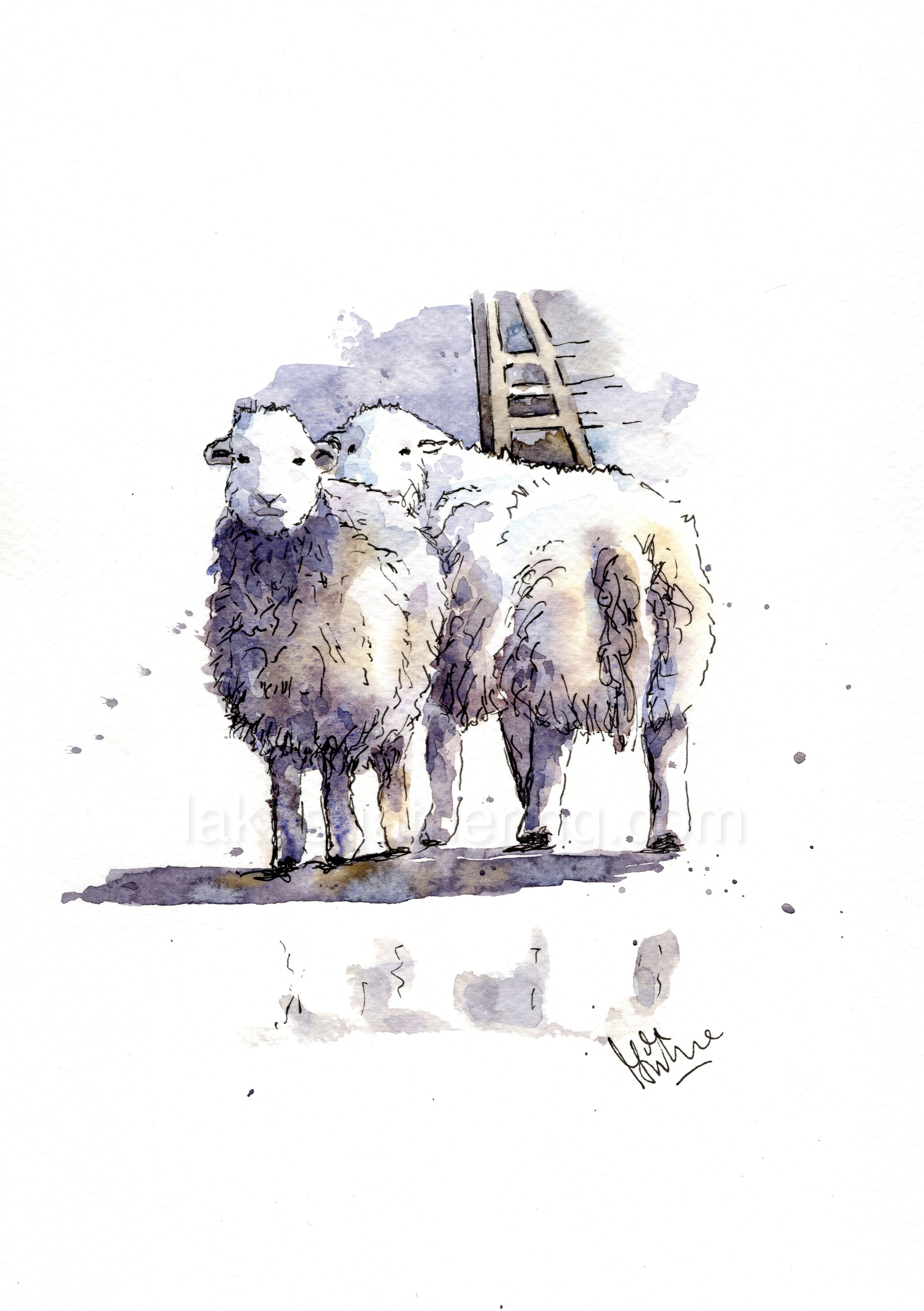 Herdwicks-1.jpg