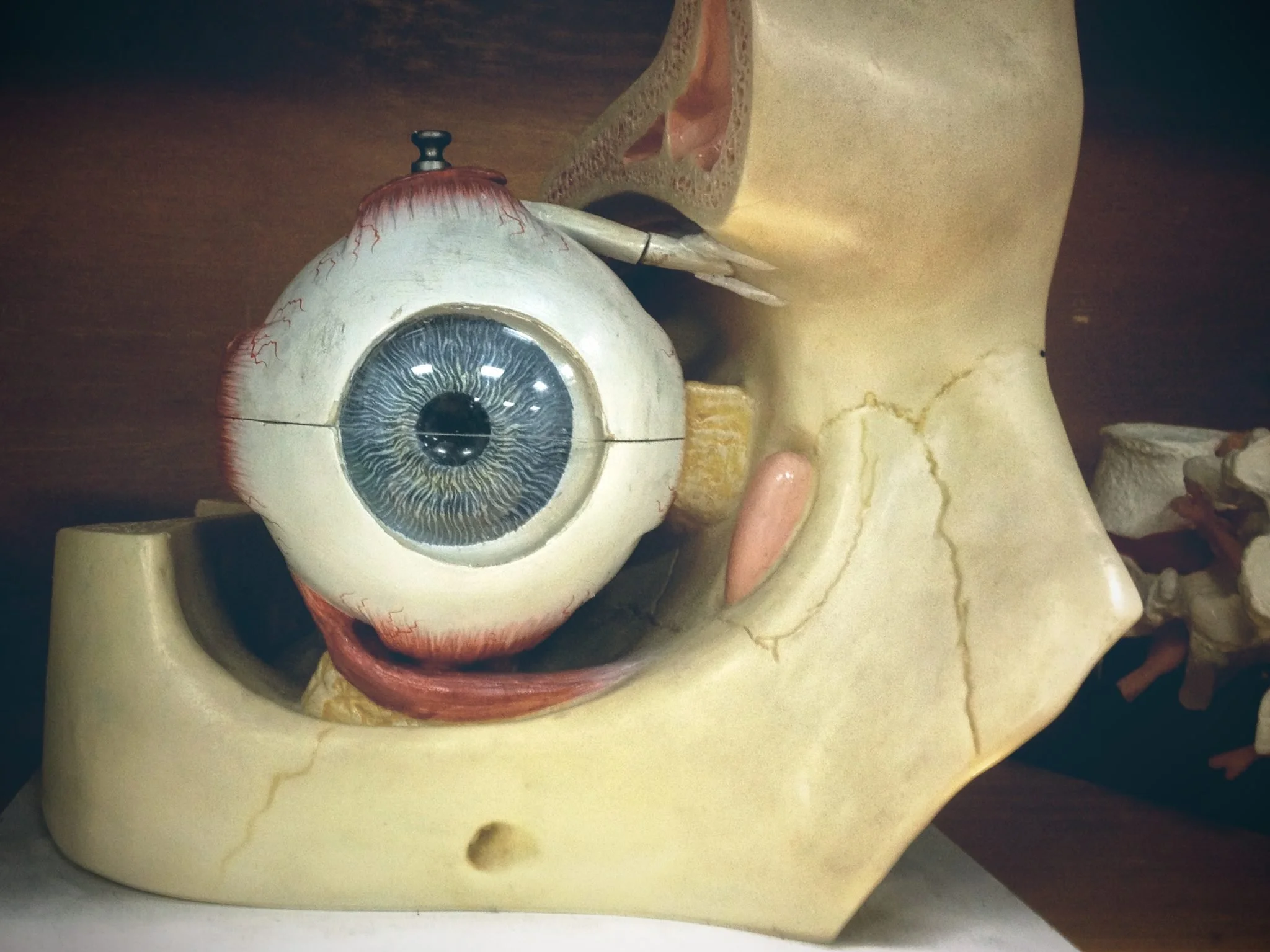 Eyeball model