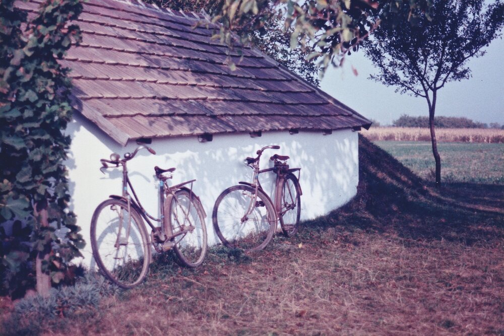 Grandparent's bicycles in the vineyard