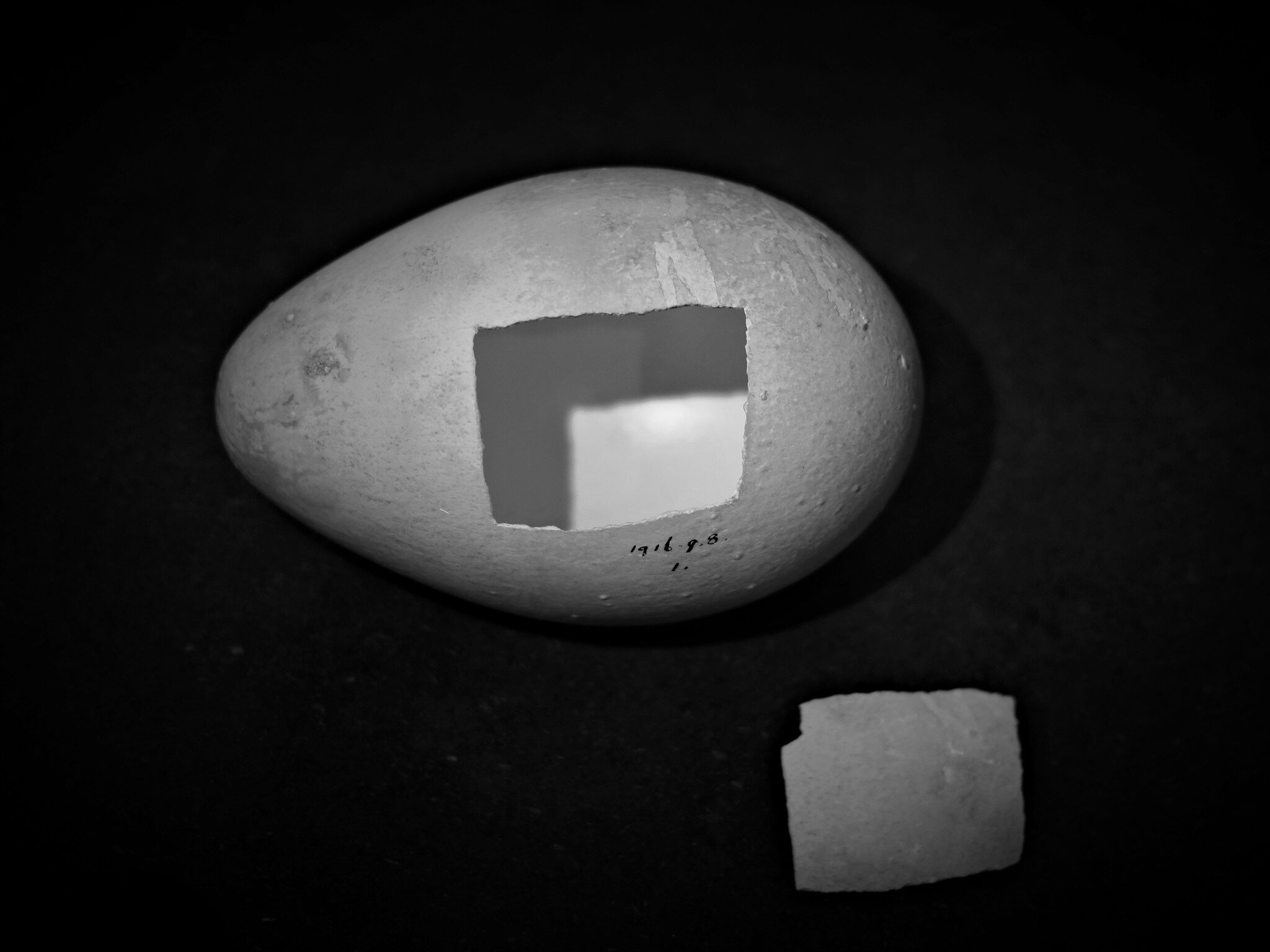 Egg with an opening