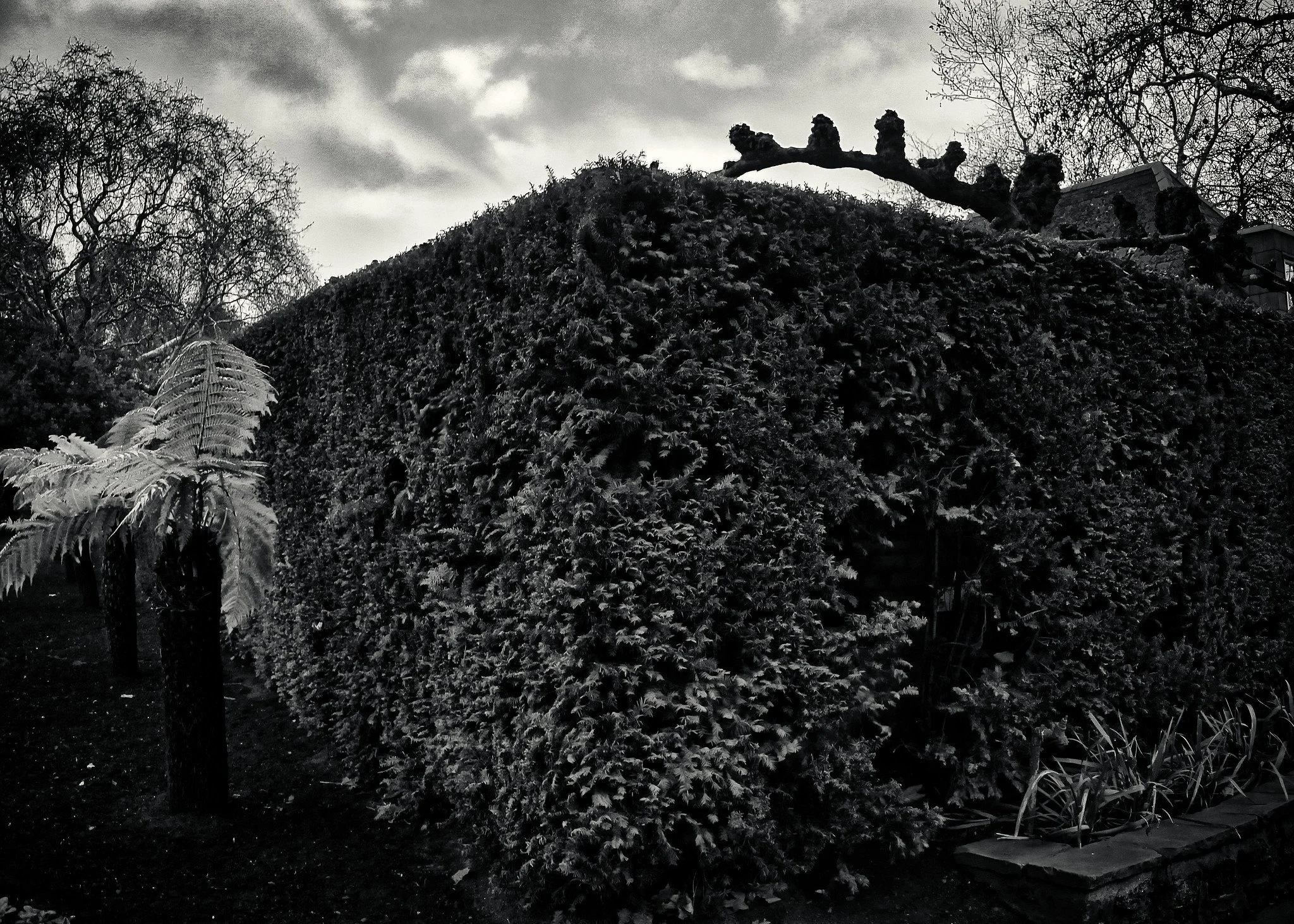 Tree ferns and hedge, Victoria Embankment Gardens