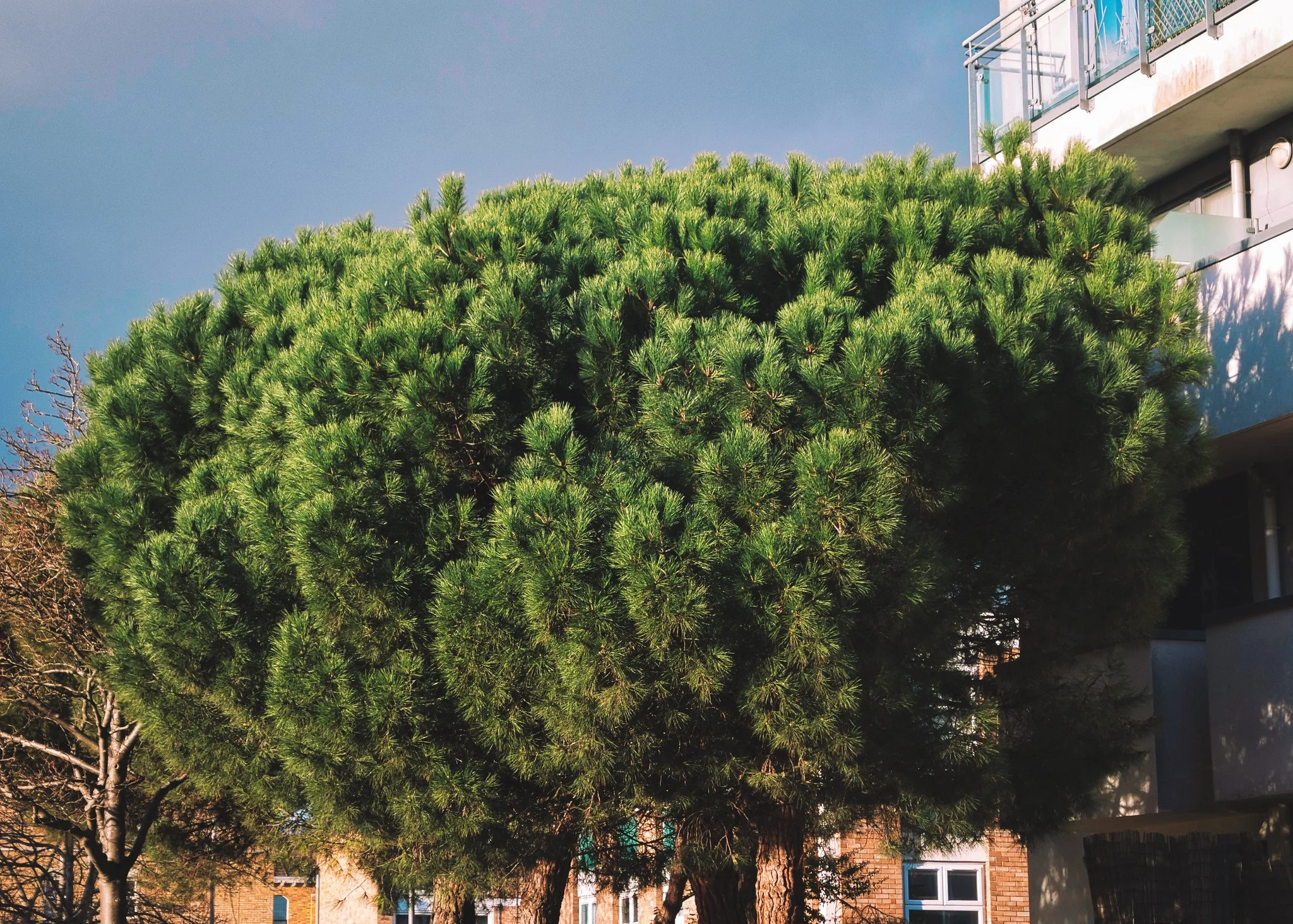 Pines at Amen Corner, London SW17