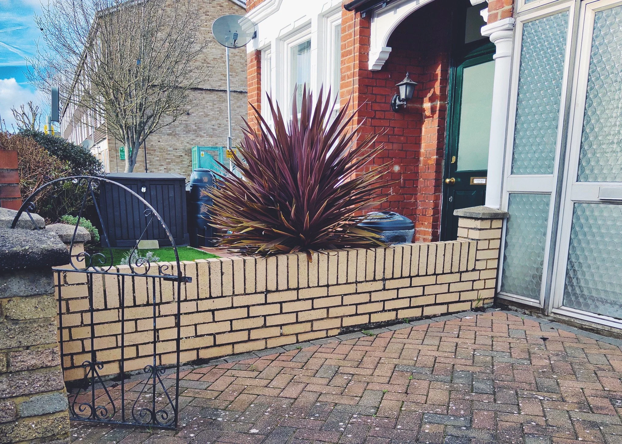 Cordyline australis 'Red Star'