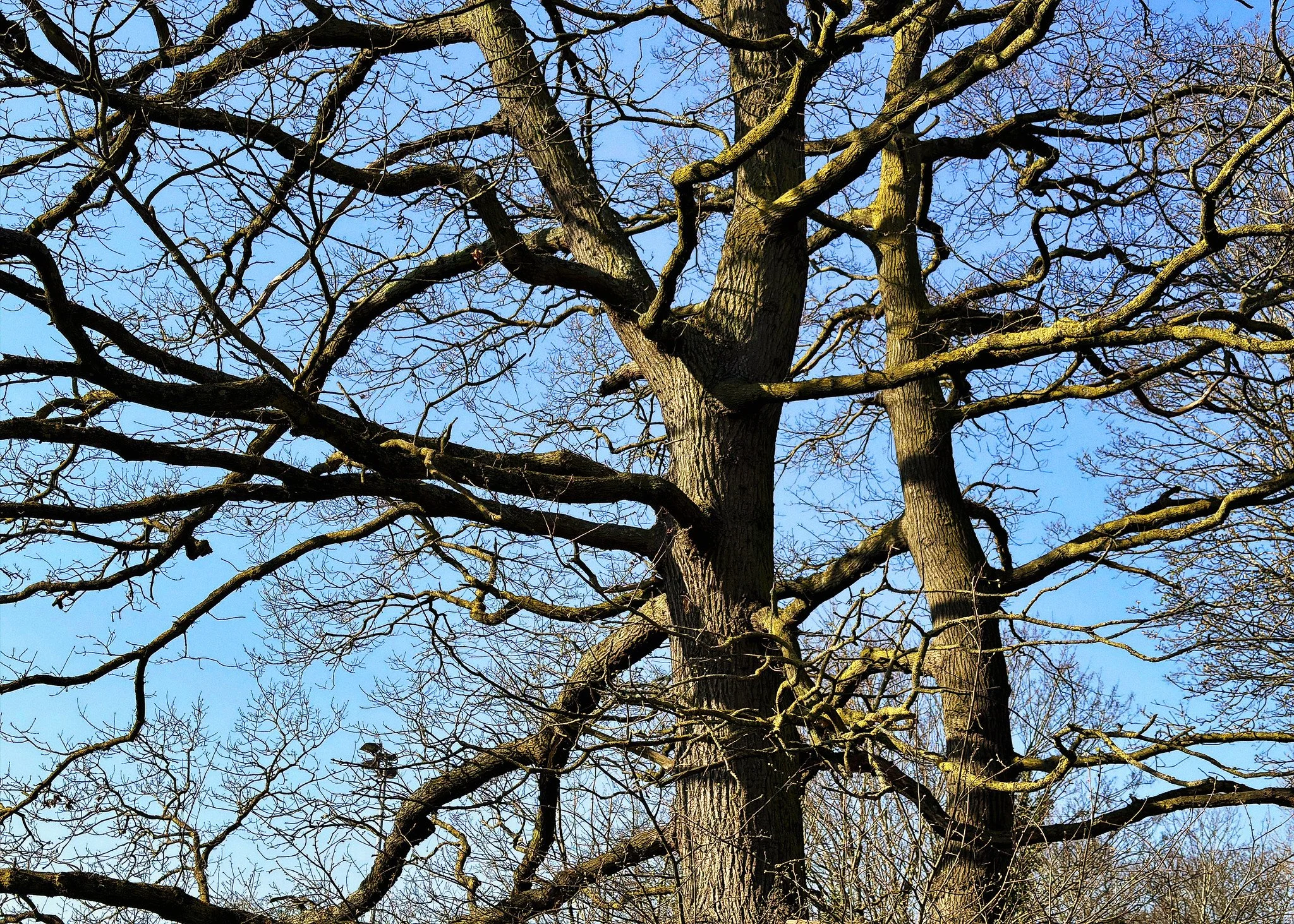 Just a tree by Tooting Bec Athletics Track