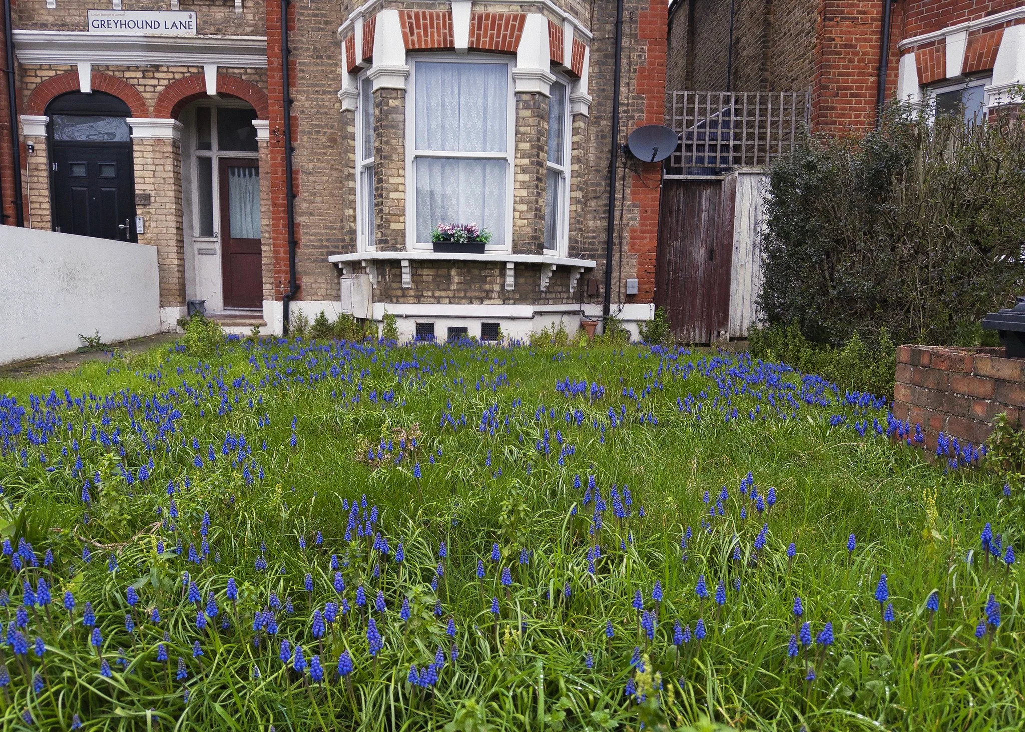Front garden, Streatham