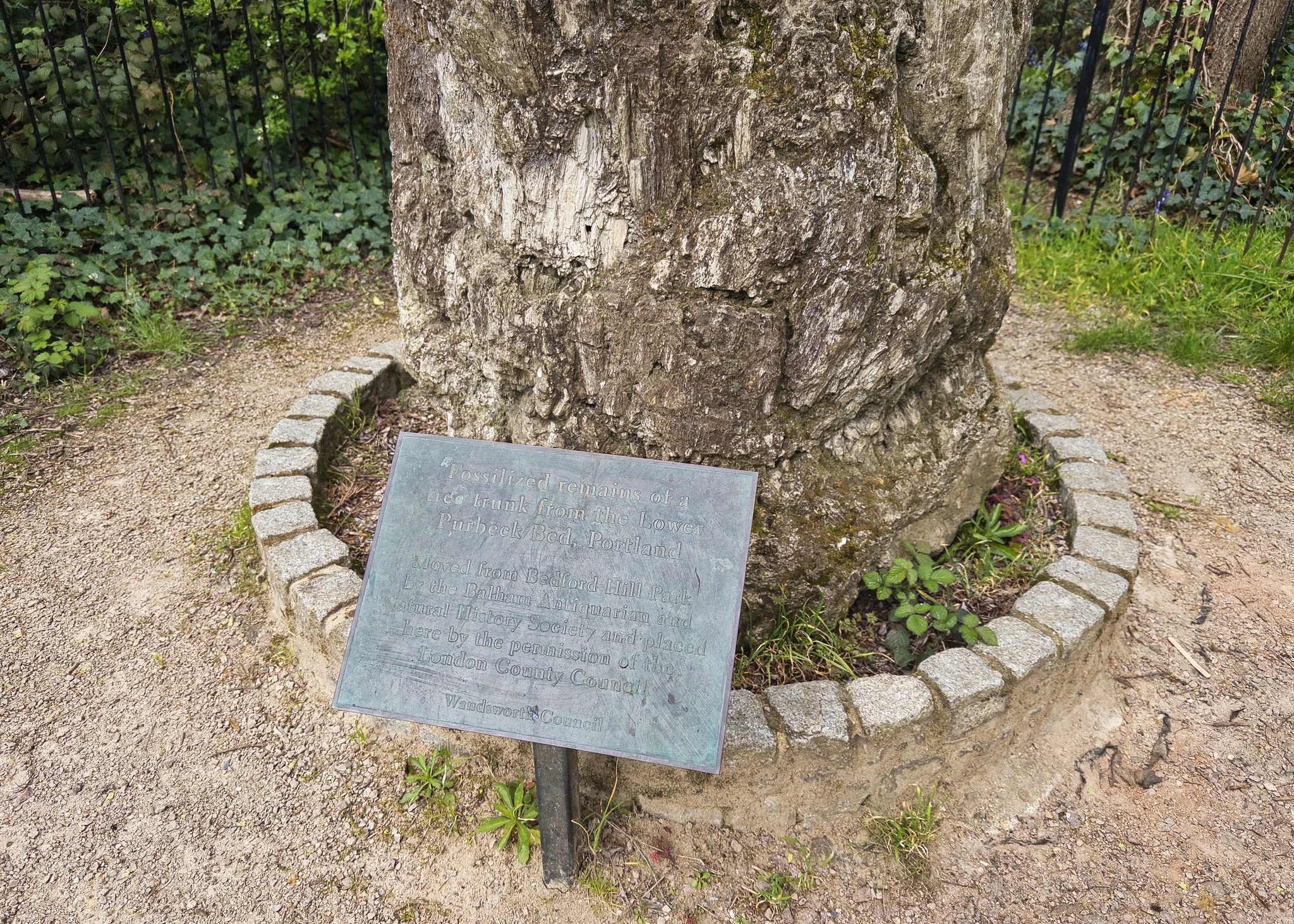 The Tooting Common Fossil Tree