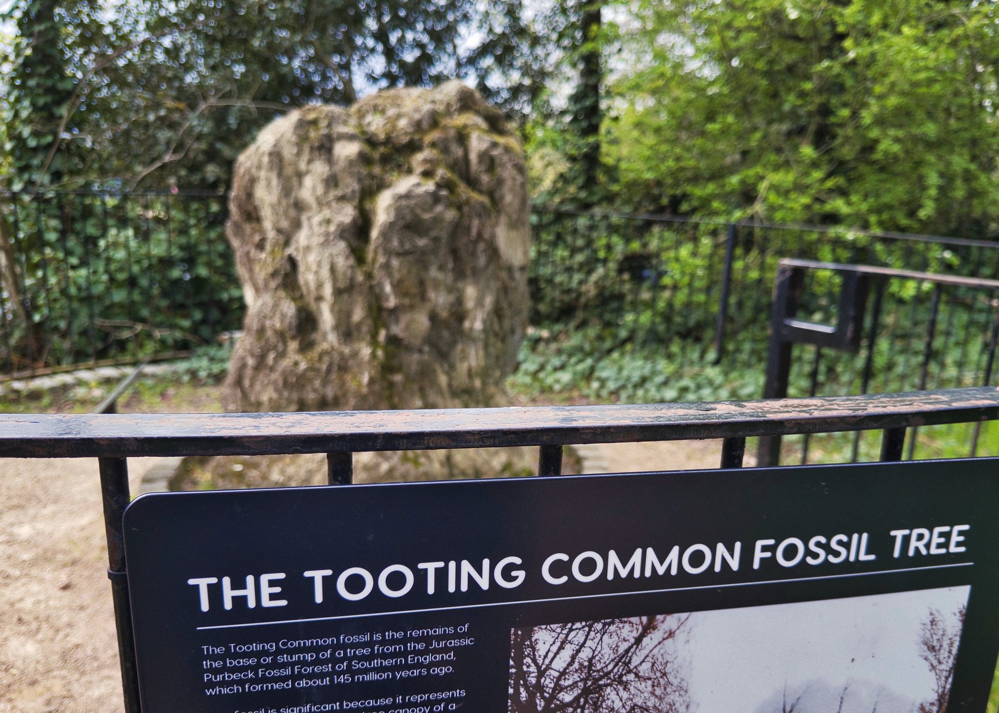 The Tooting Common Fossil Tree