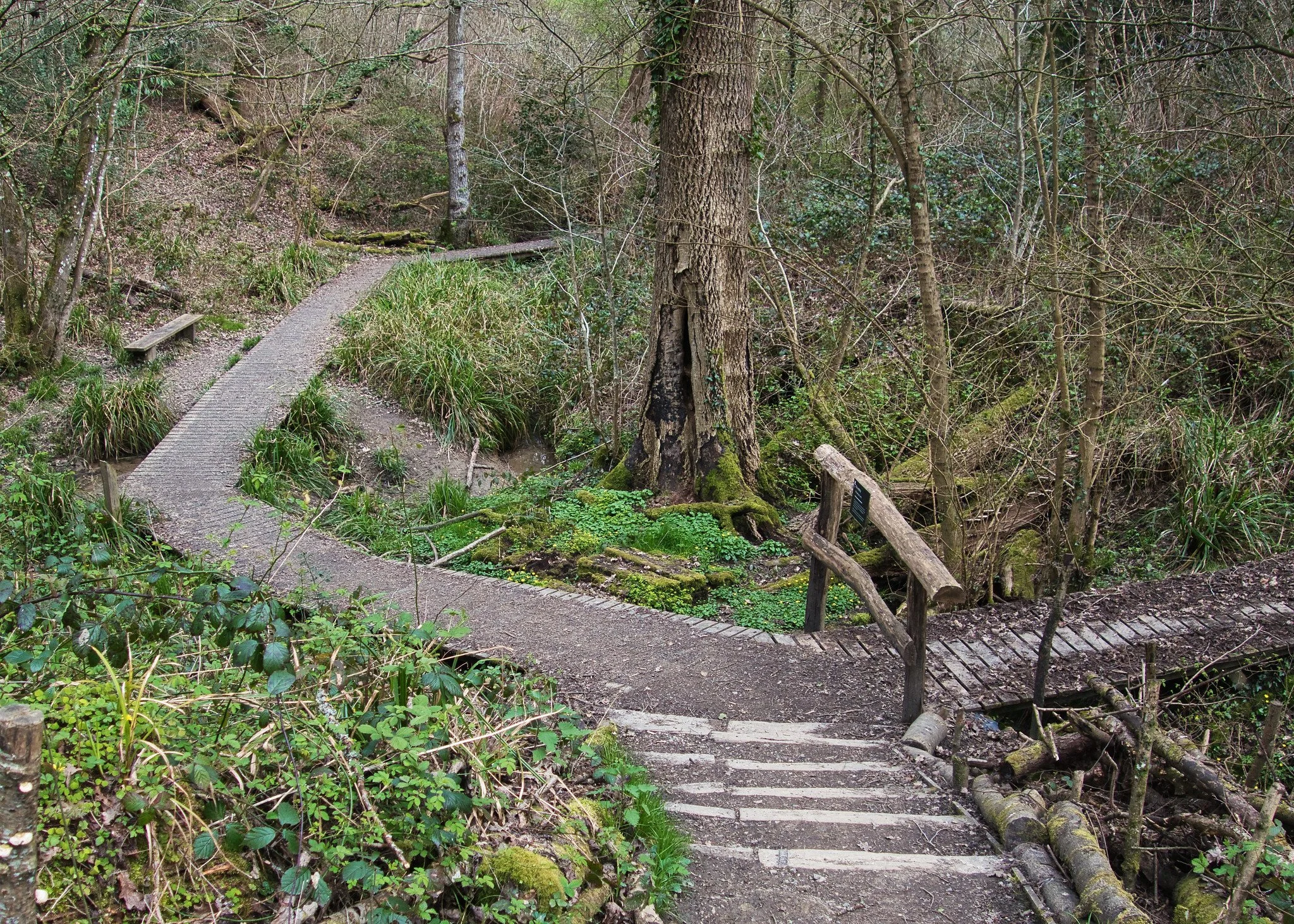 Path through woodland