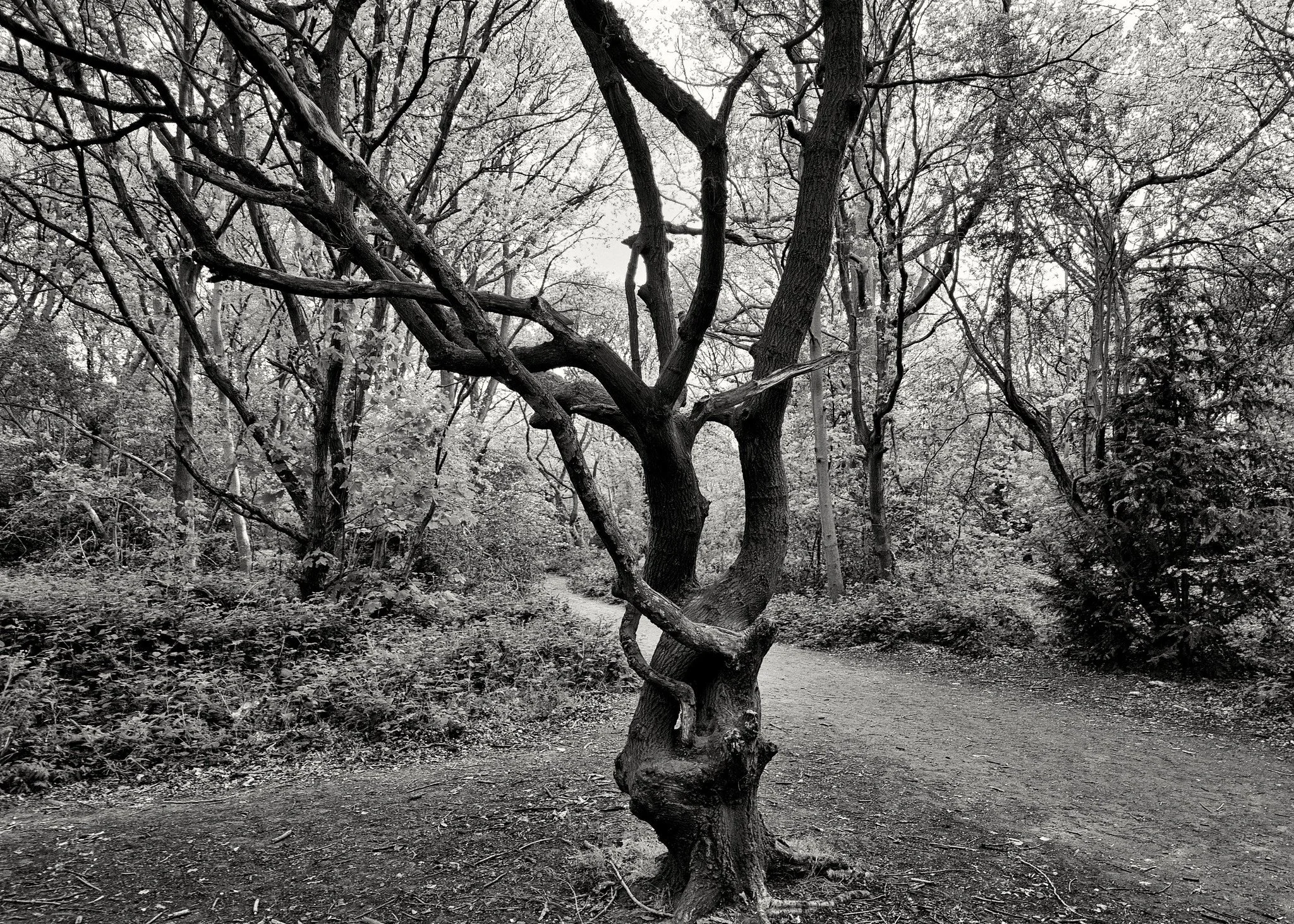 In woodland on Tooting Common