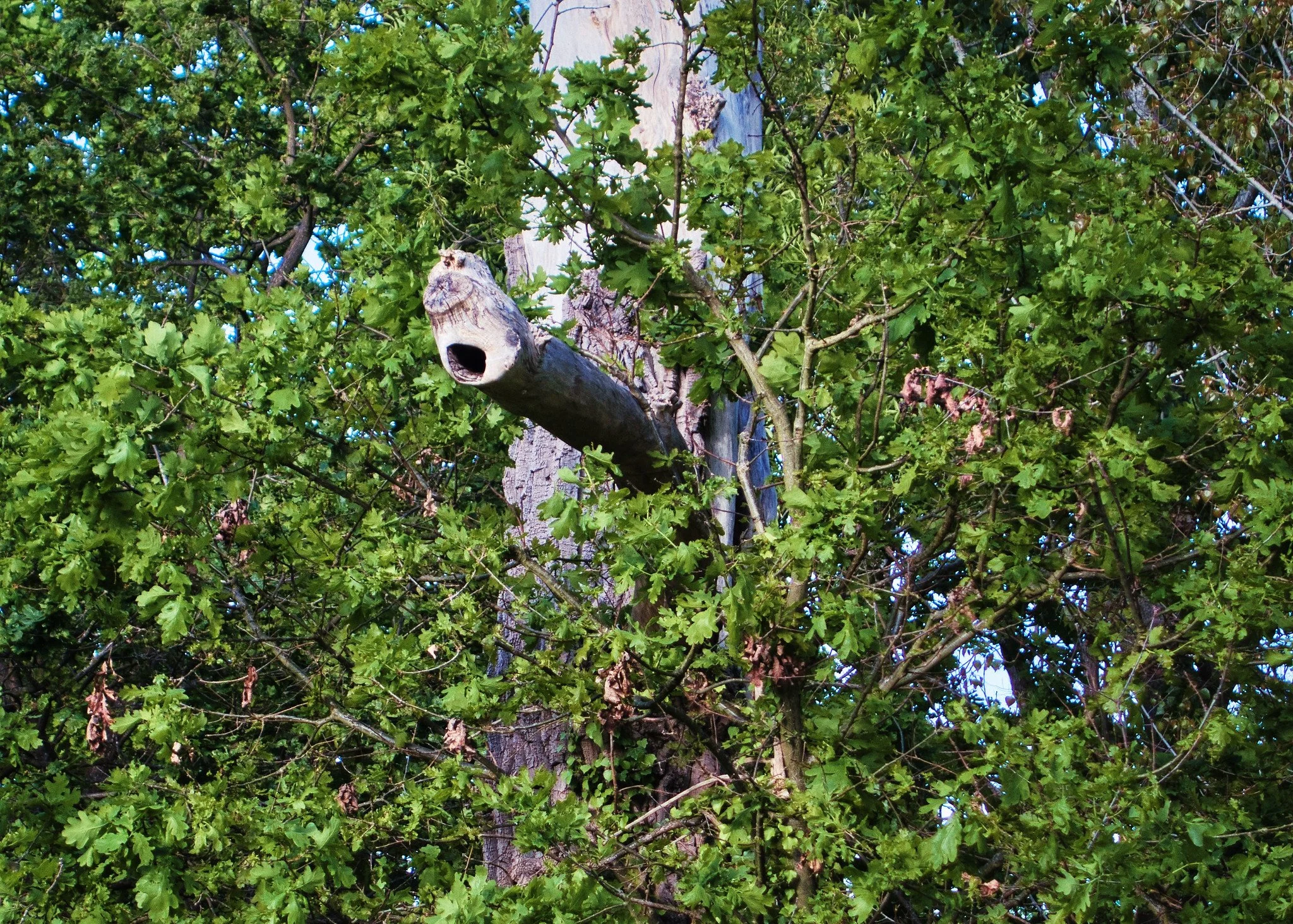 Face in the trees