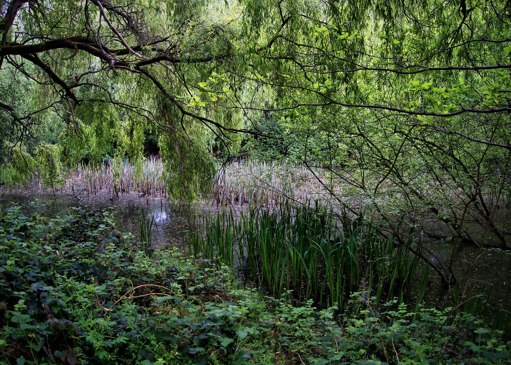 Pond, Nonsuch Park