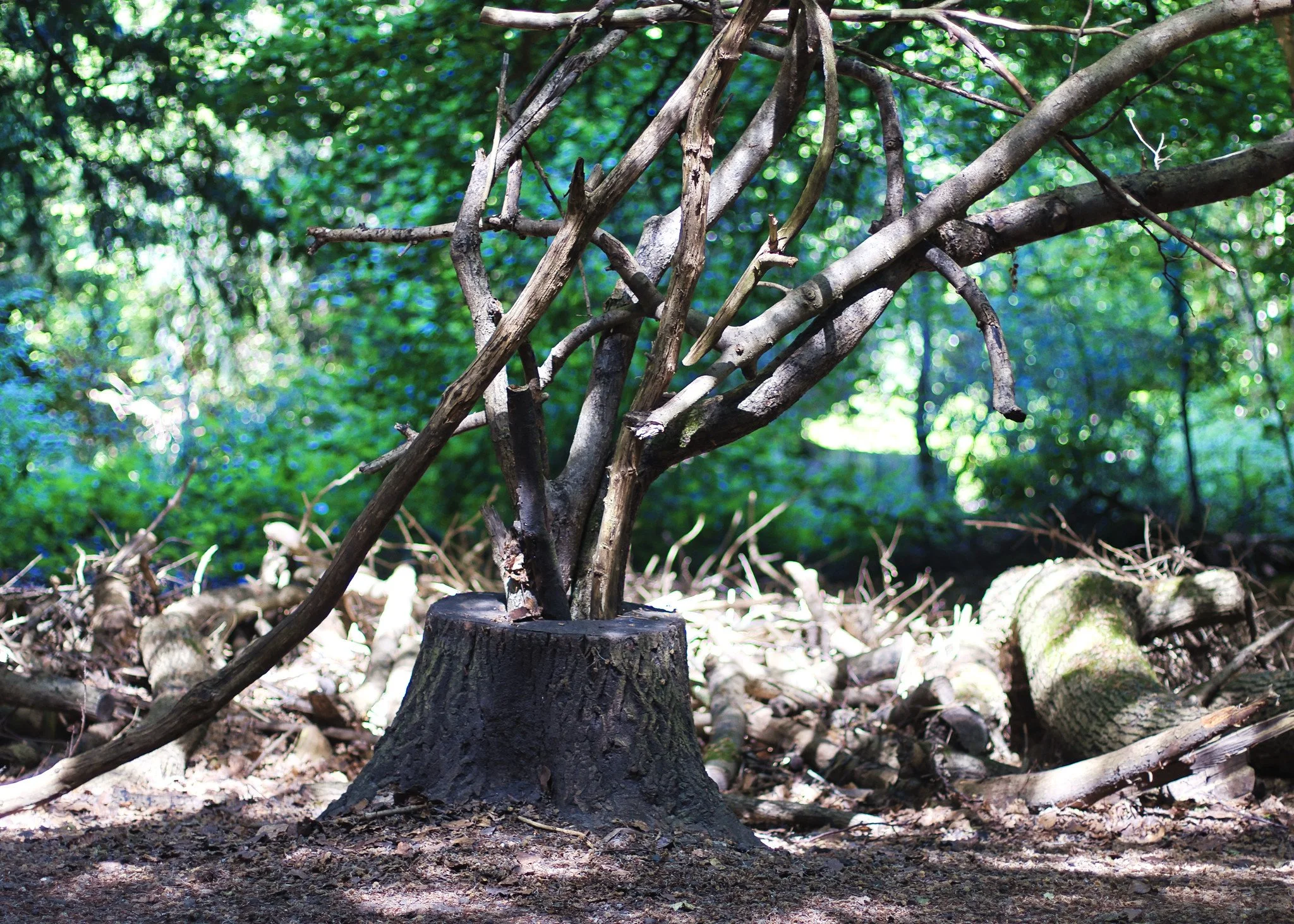 Tree stump and branches