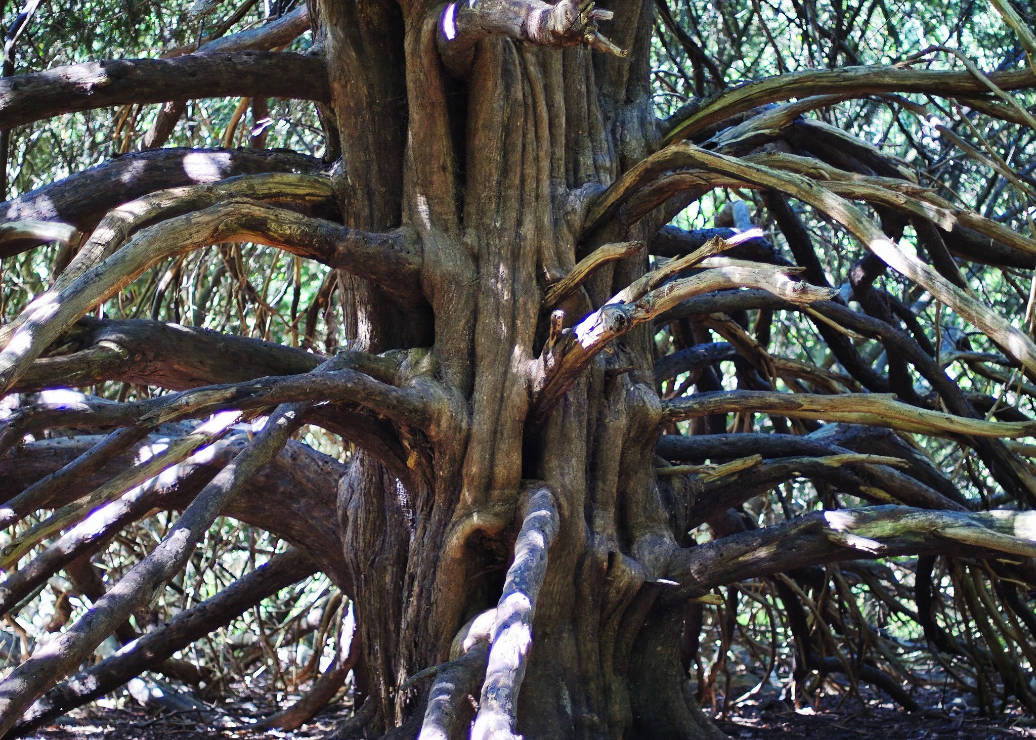 Old Yew in the woodlands at Box Hill, Surrey