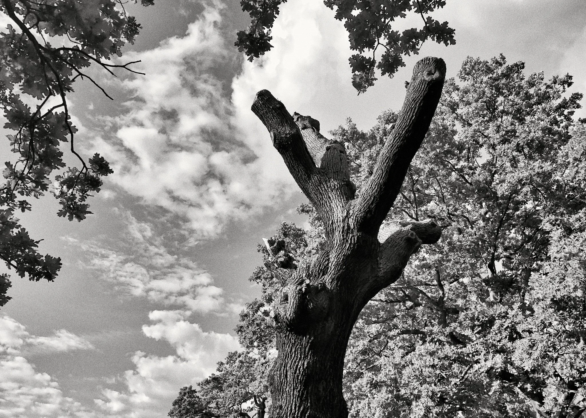 On Tooting Common