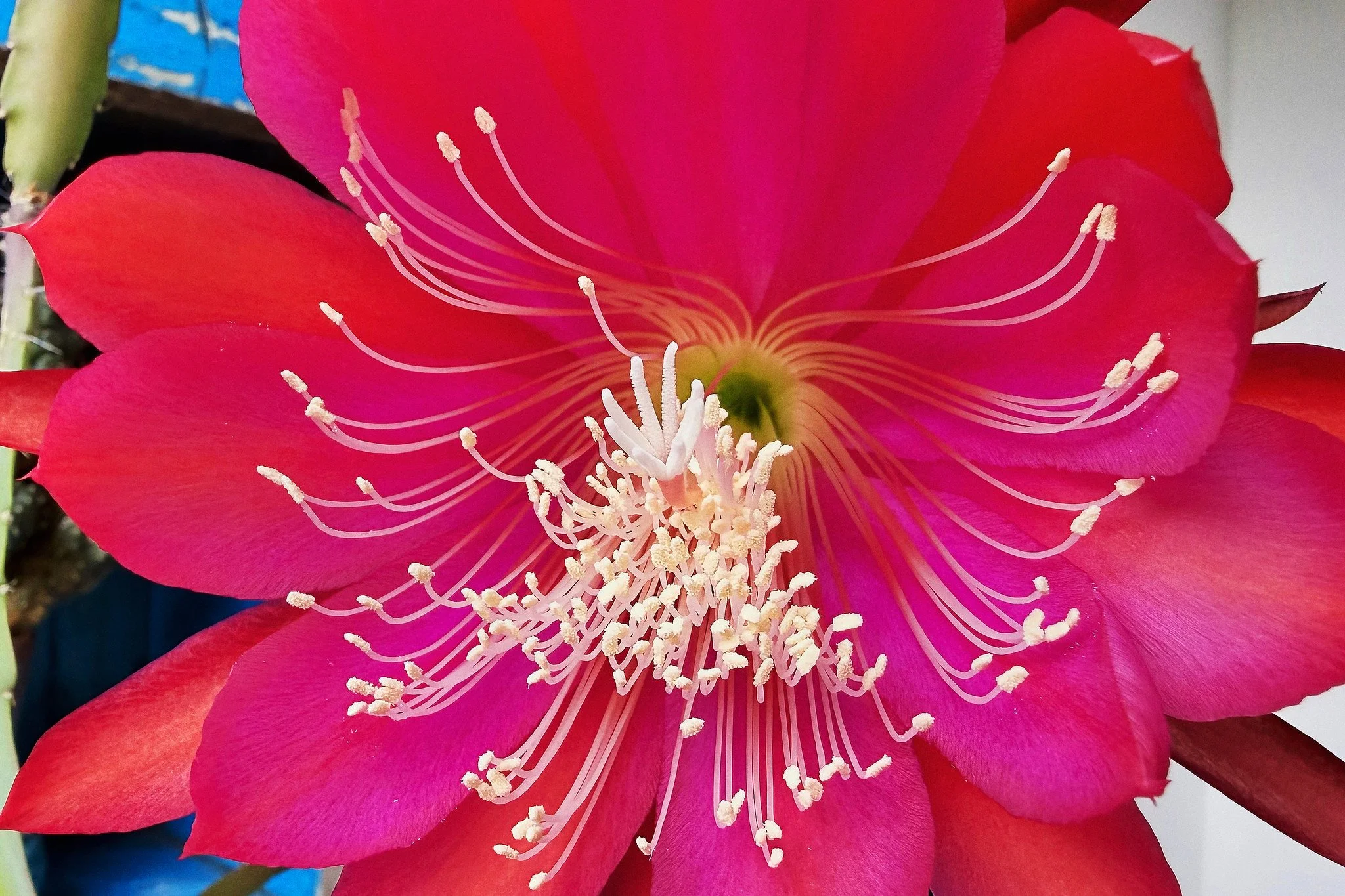 Disocactus ackermannii