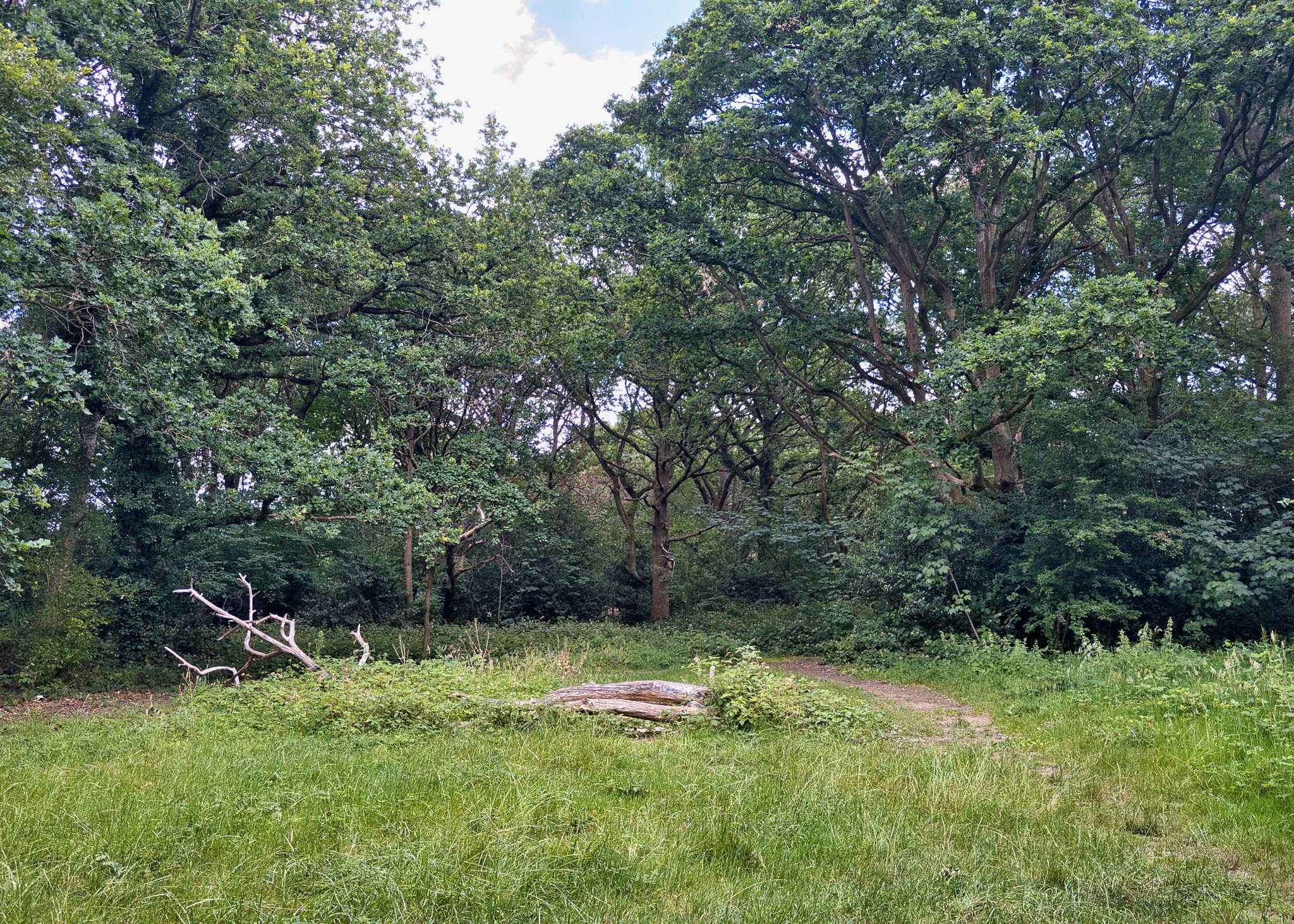 In a clearing on Tooting Bec Common woodland