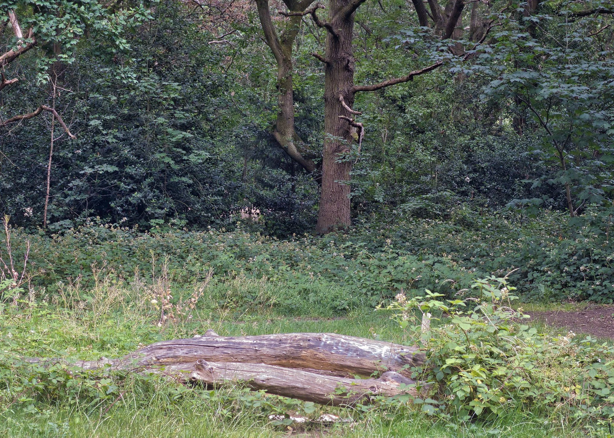 In a clearing