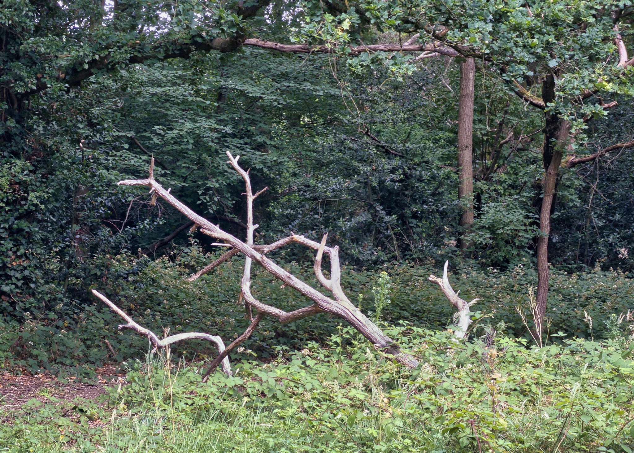In a clearing
