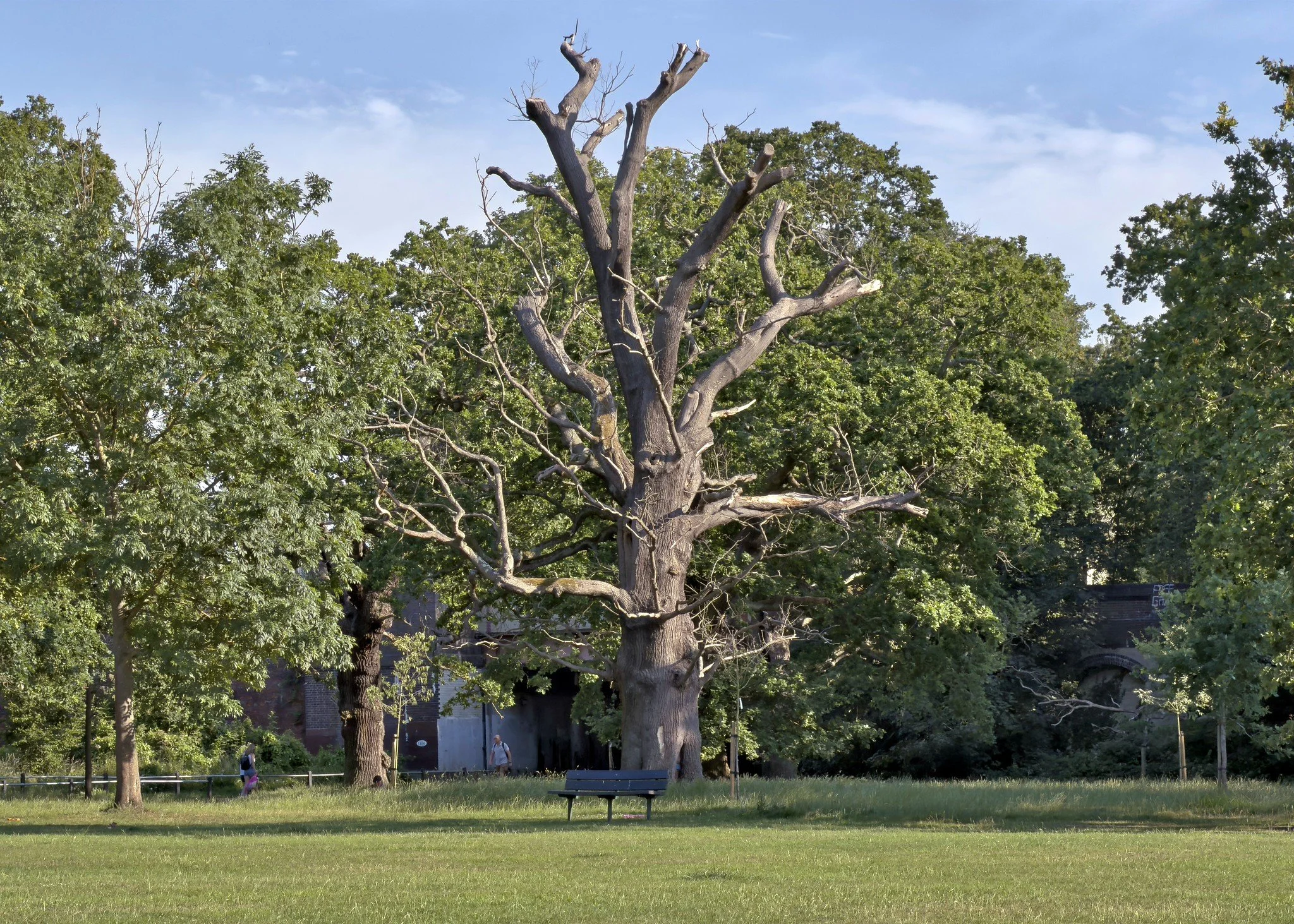 Oak tree, Tooting Common
