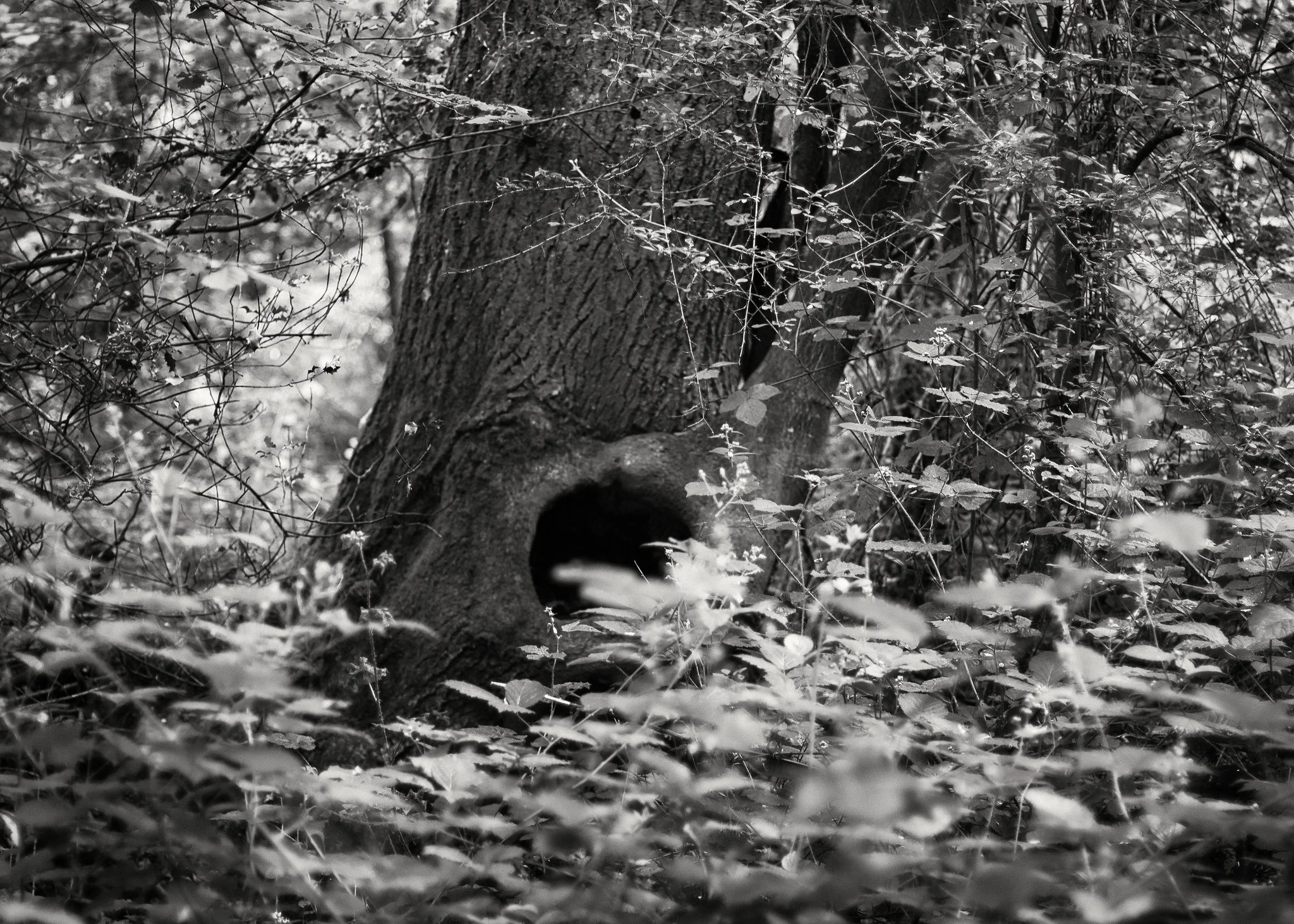 Hole in a tree (Loder Valley woodland)