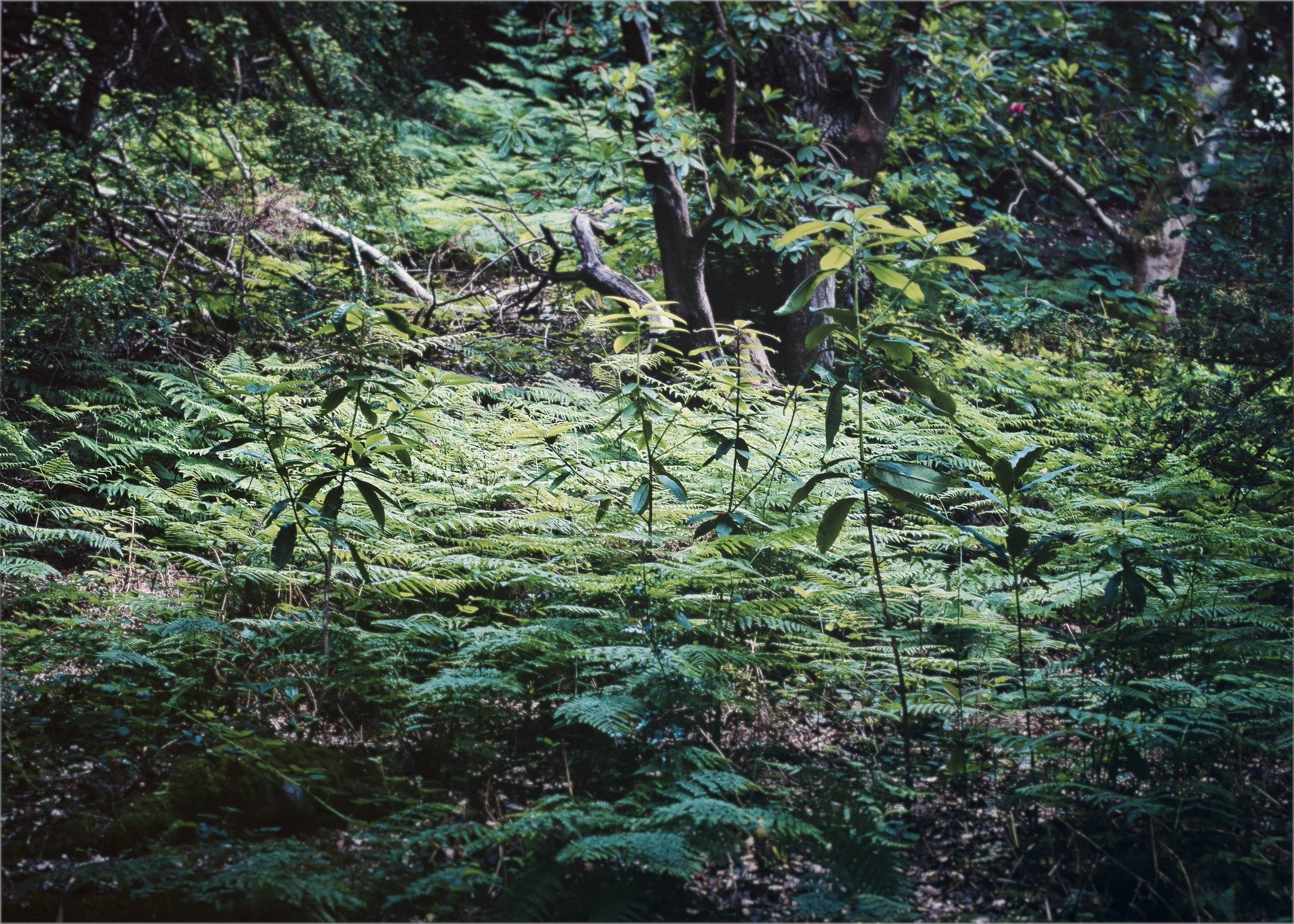 Ferns