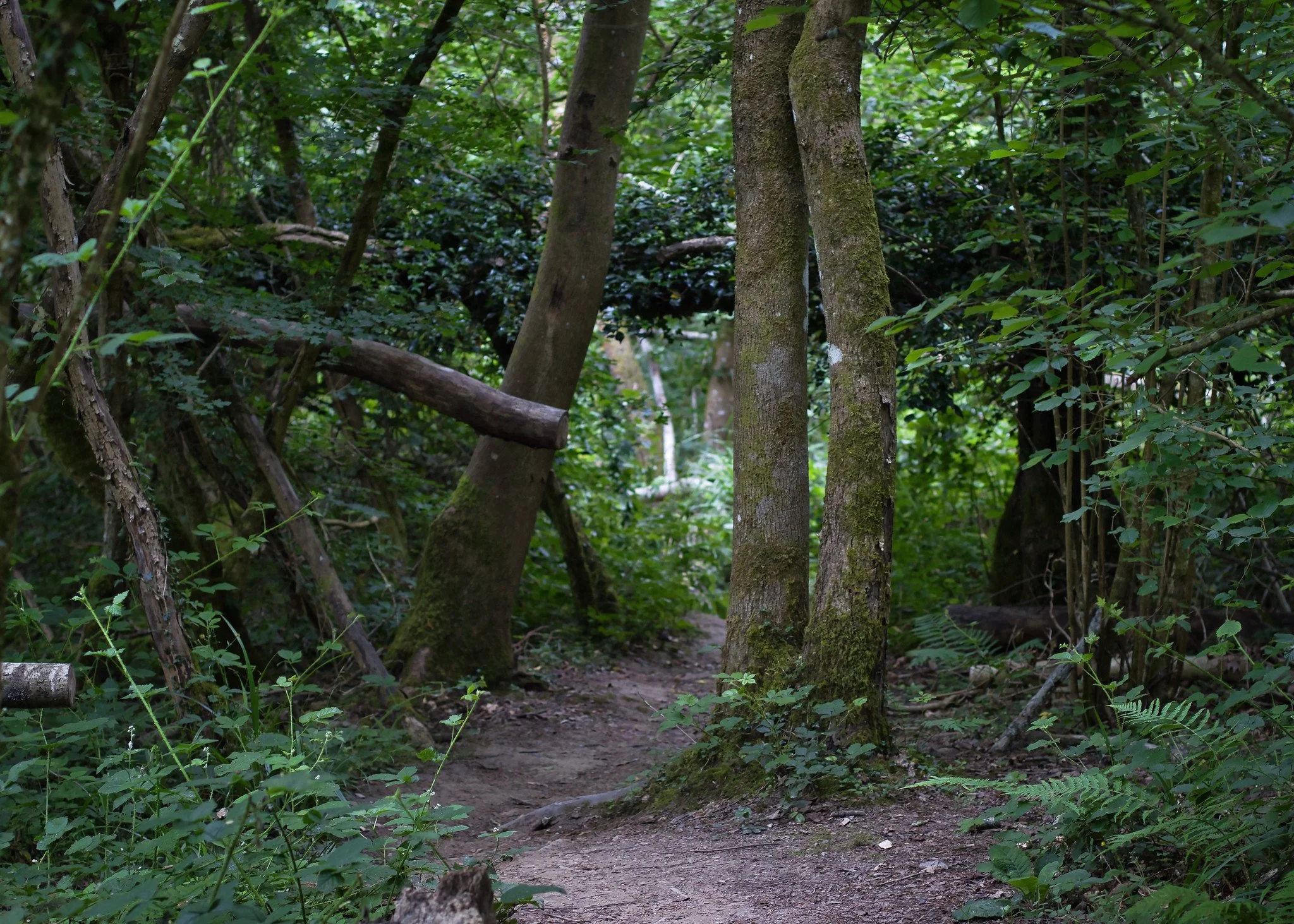 Woodland path (Loder Valley)