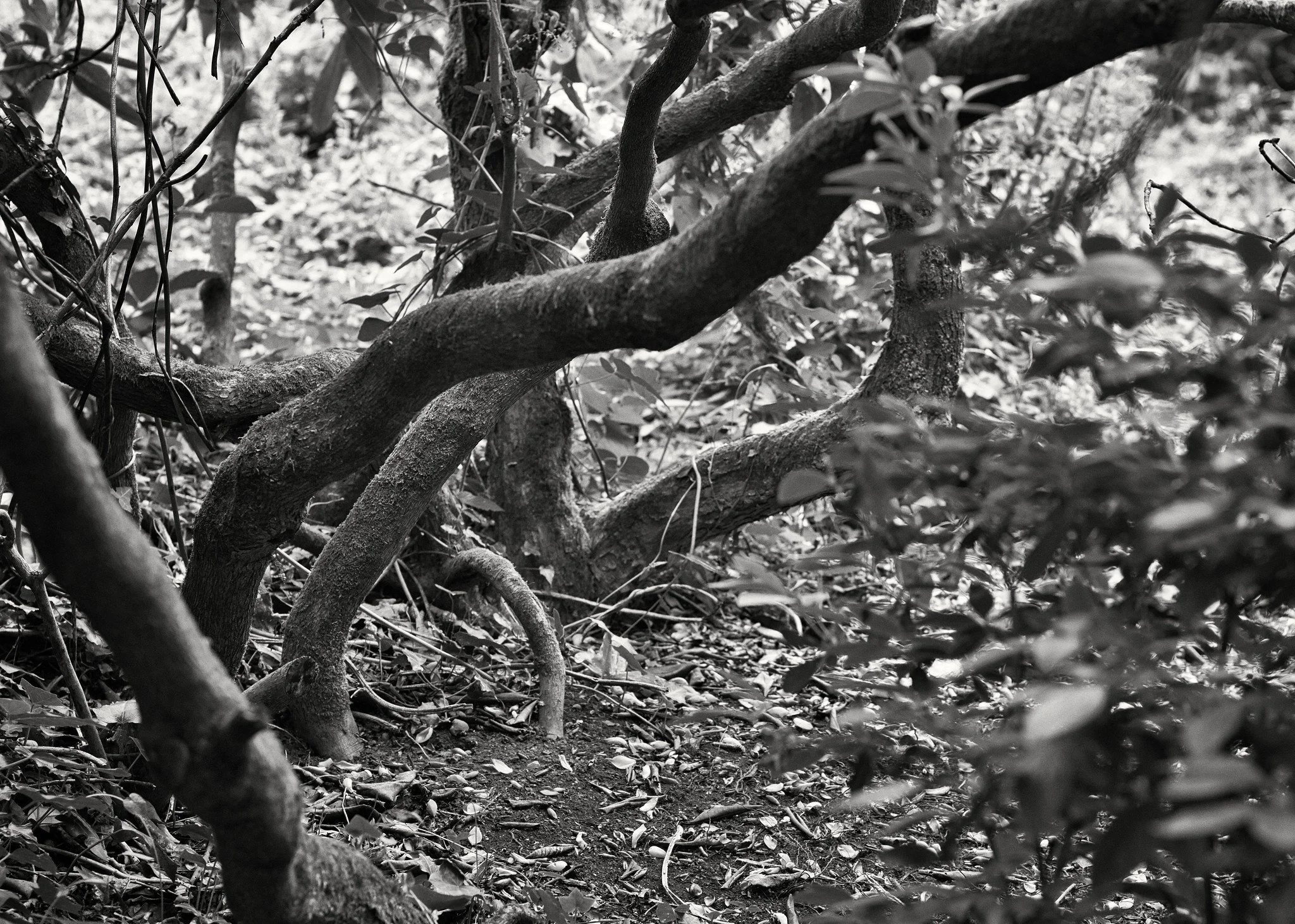 Loder Valley woodland