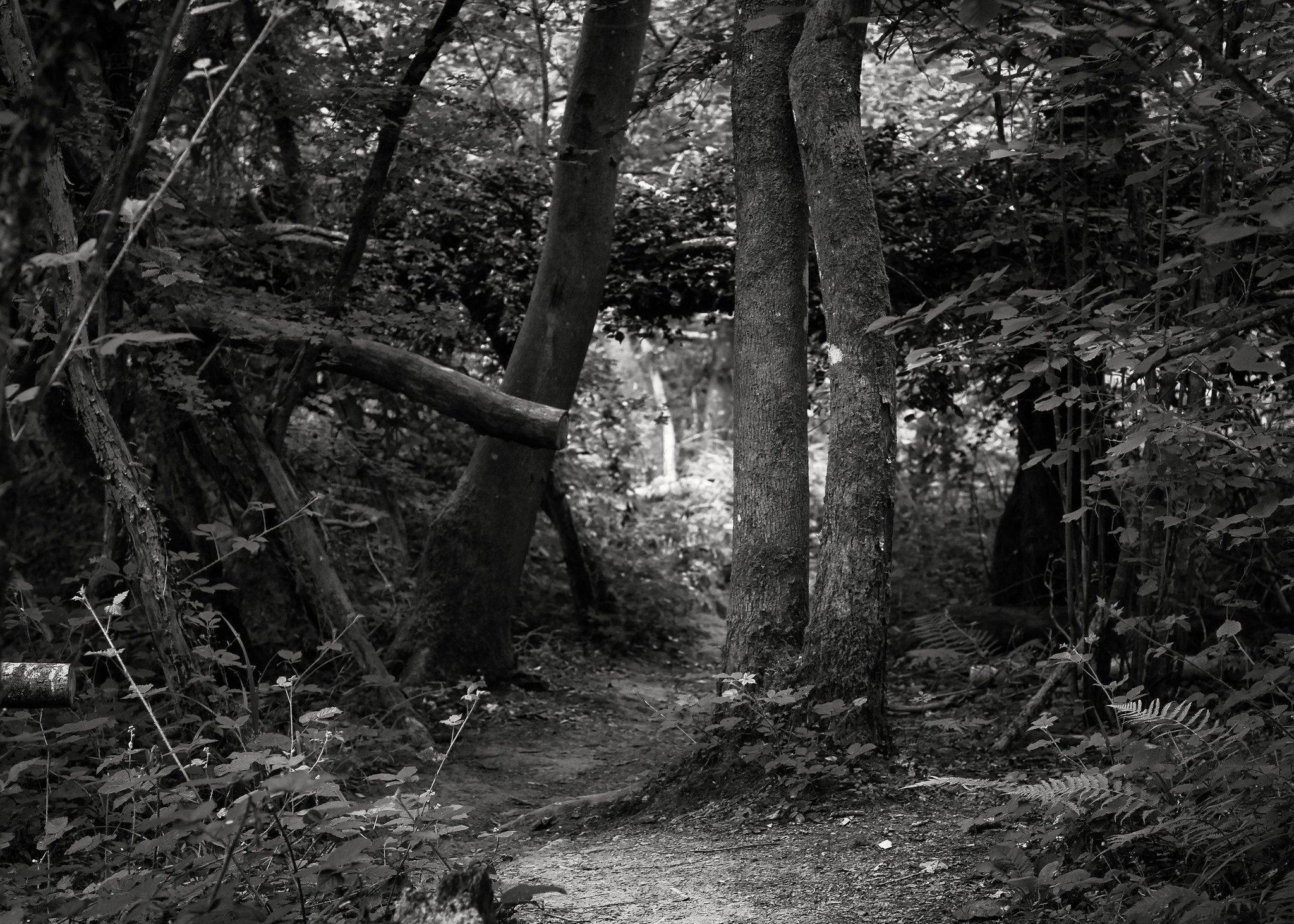 Woodland path (Loder Valley, black & white))