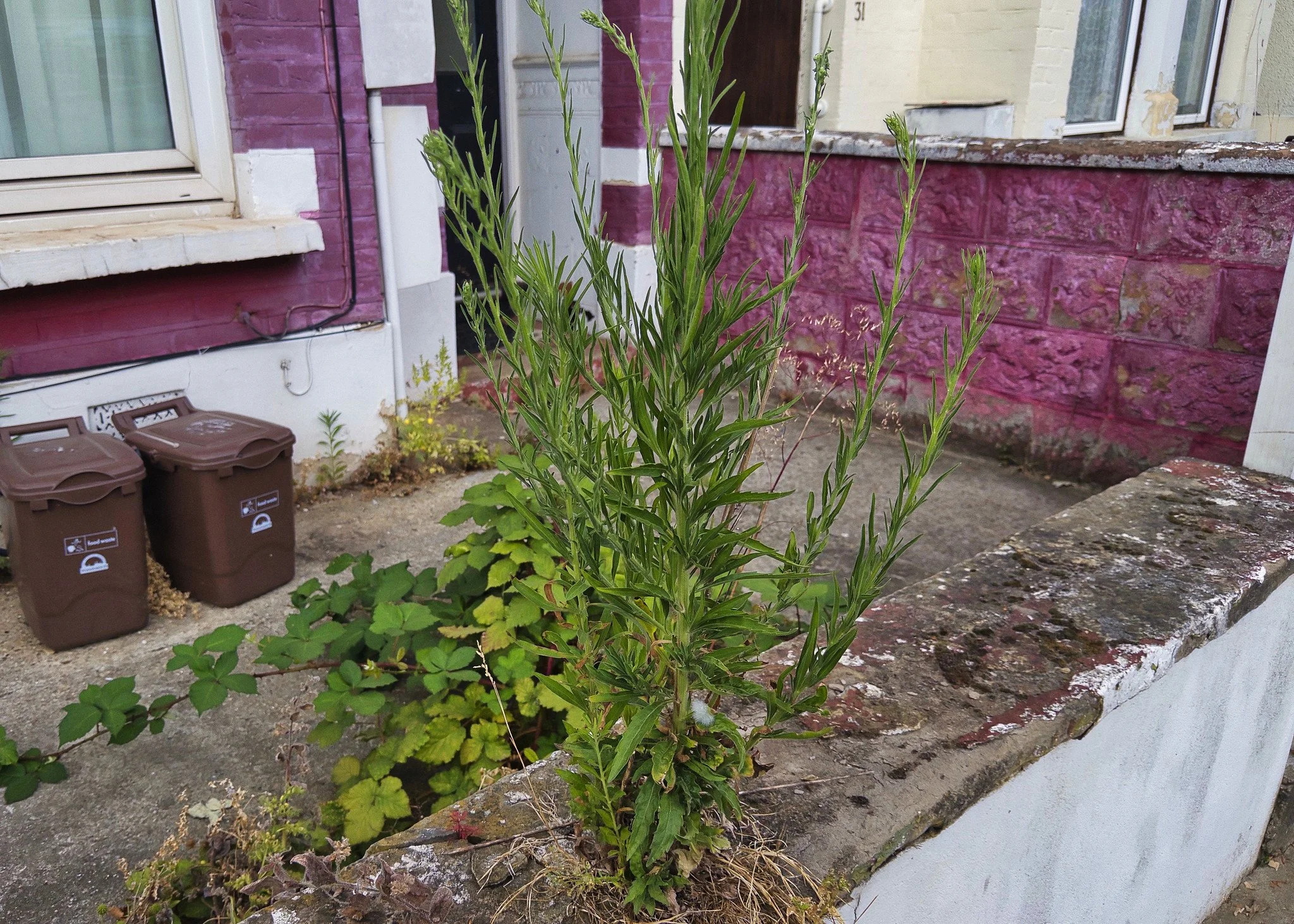 British Front Gardens Series (Food Waste Bins)