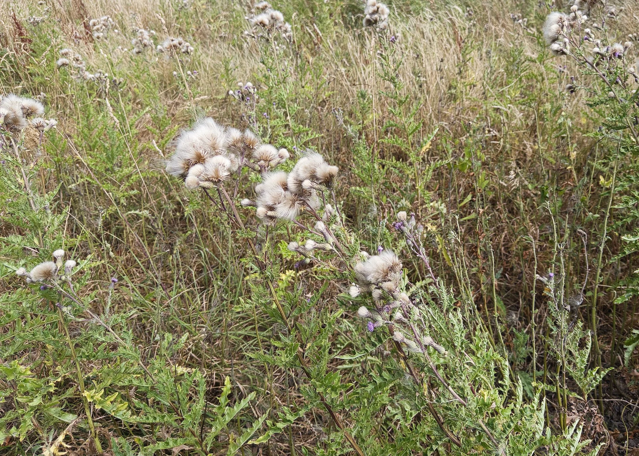 Thistledown
