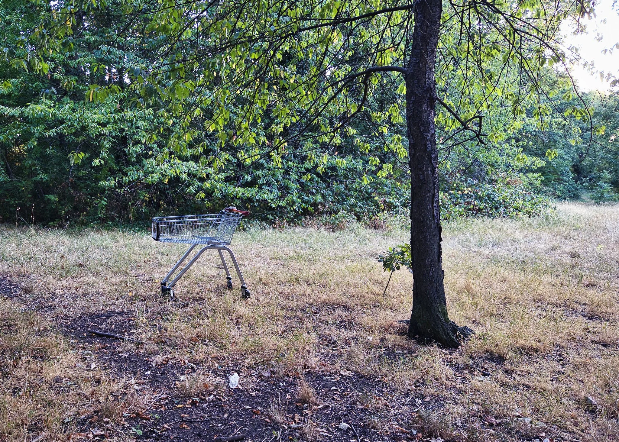 Trolley on Tooting Bec Common