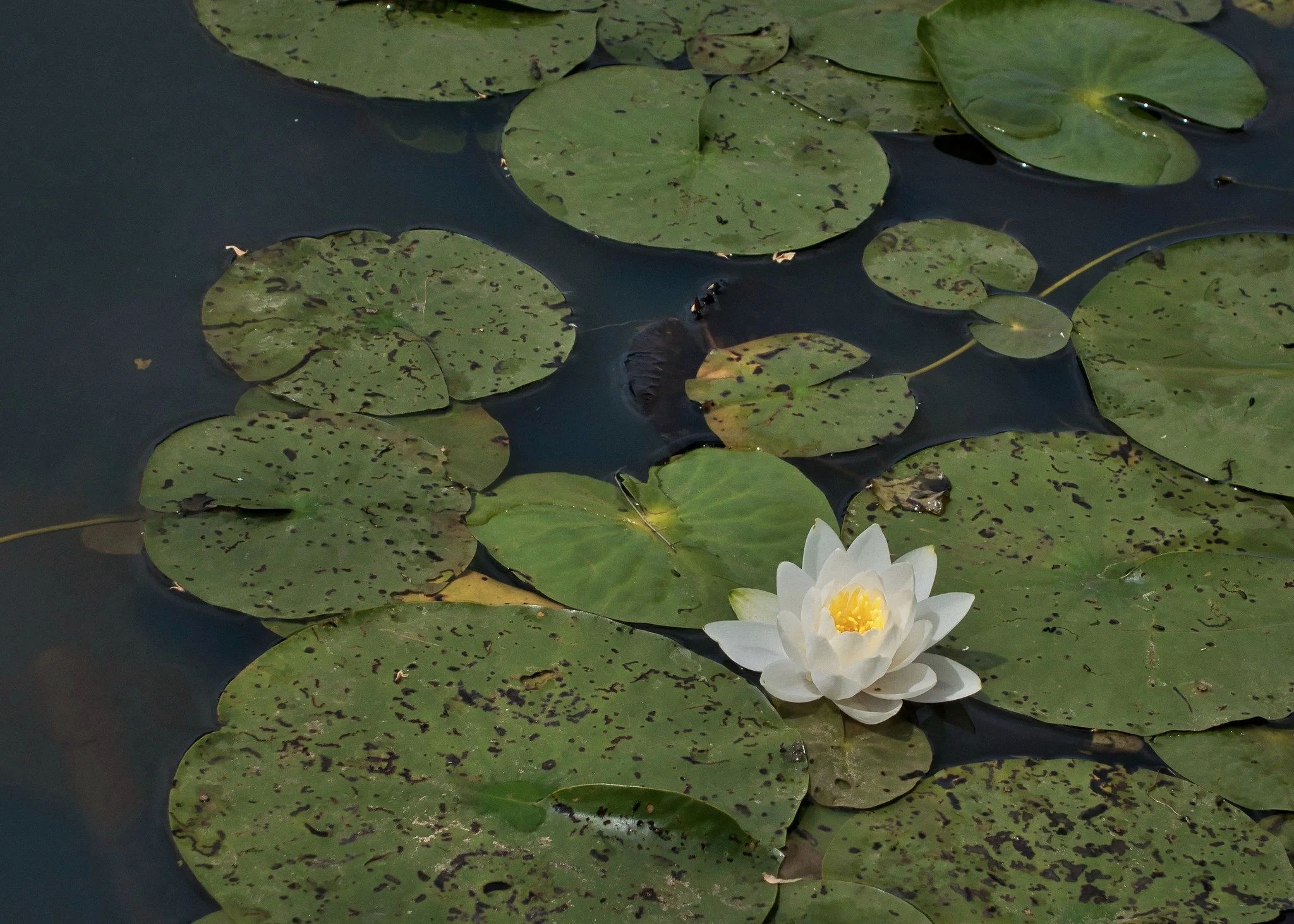 Pond at Hatchlands Park