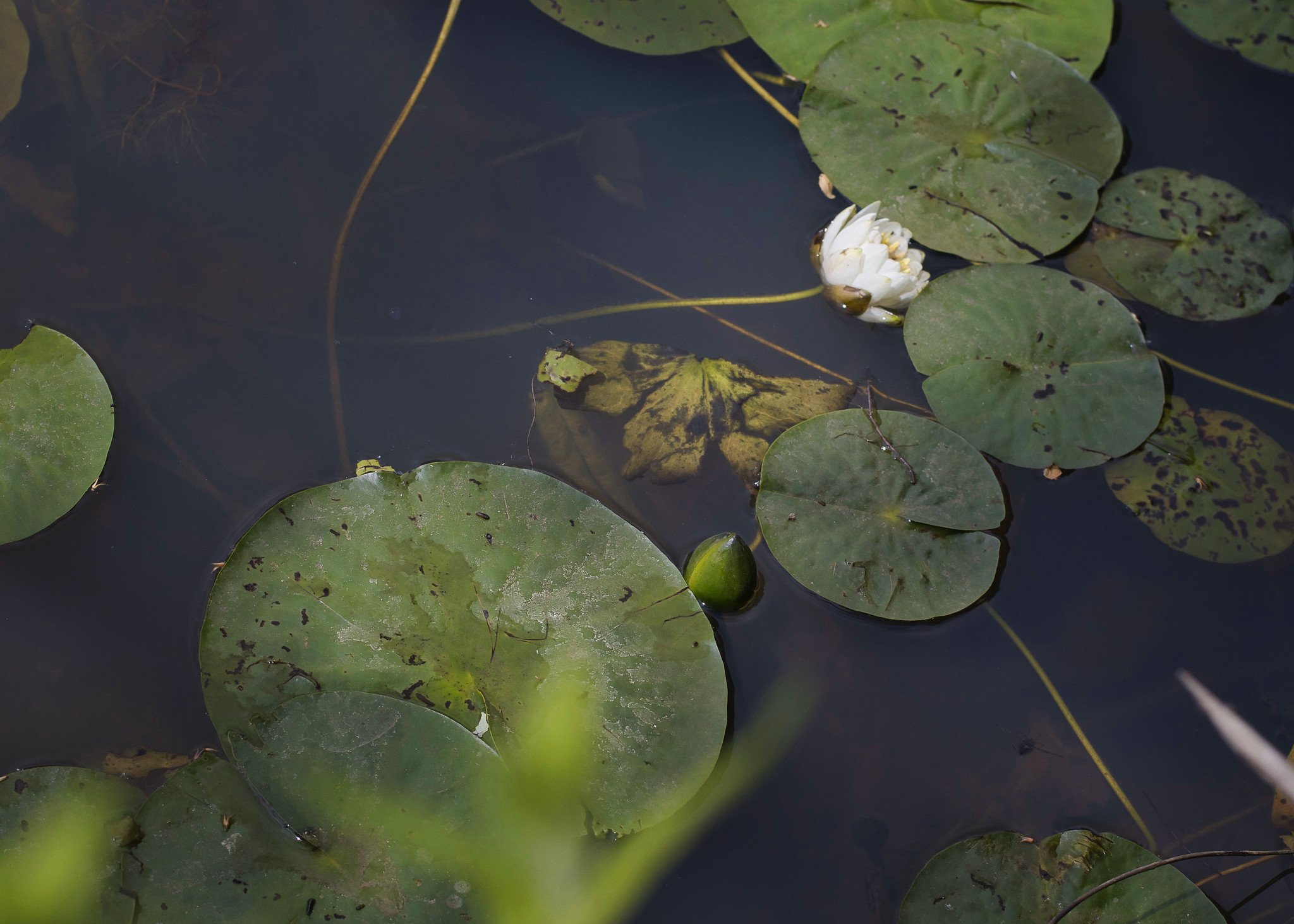 Lily pads, Hatchlands Park