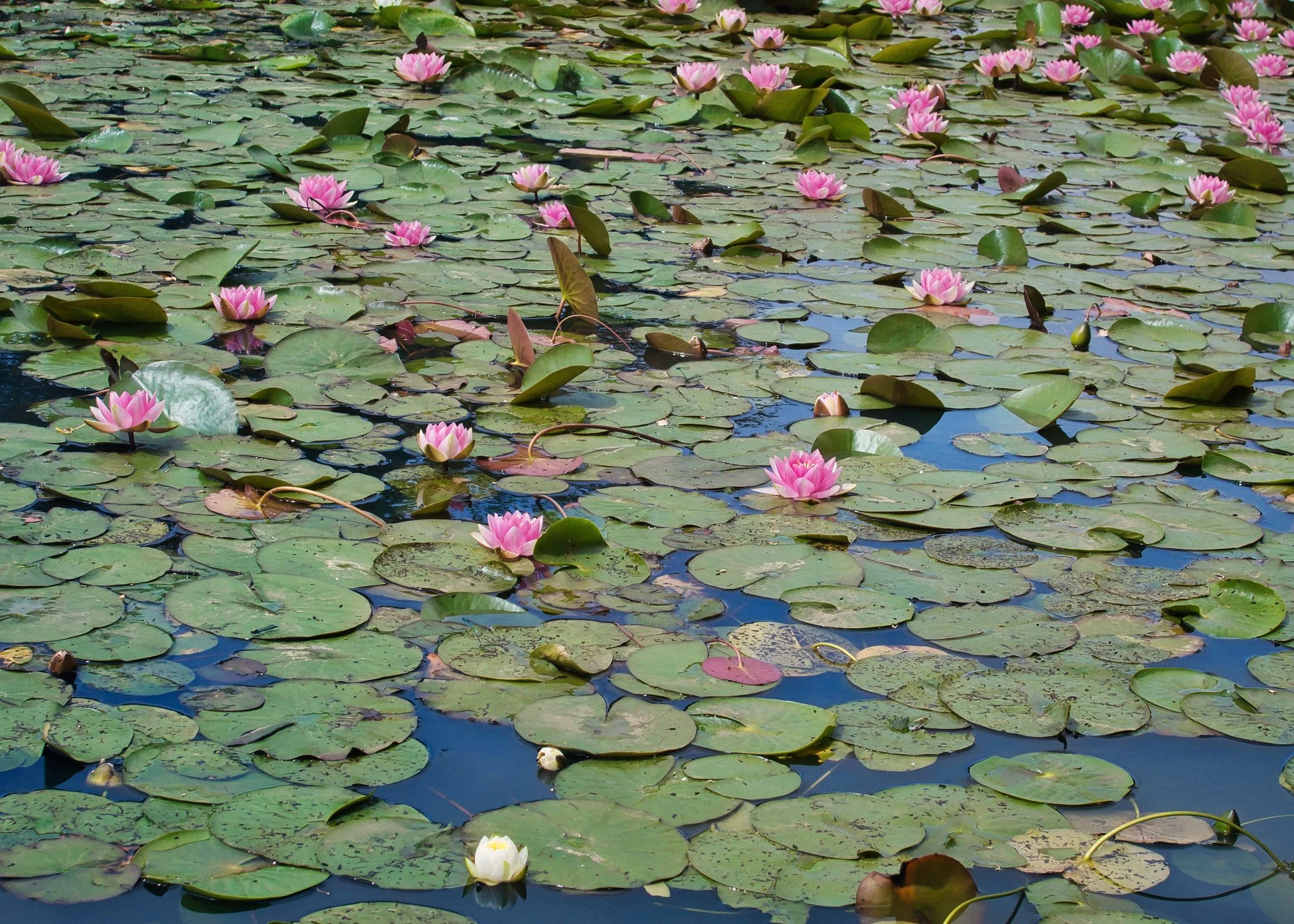 Water lilies