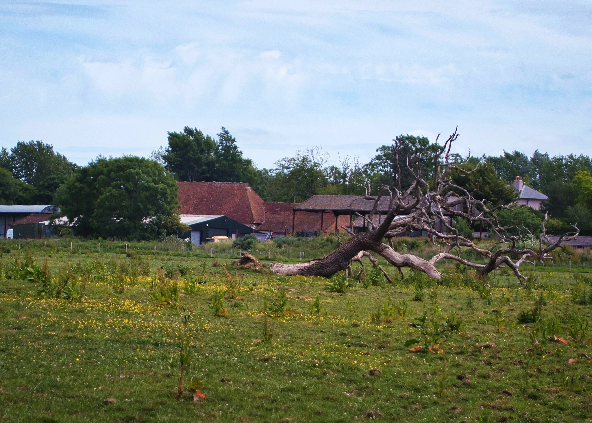farmland, Hatchlands Park
