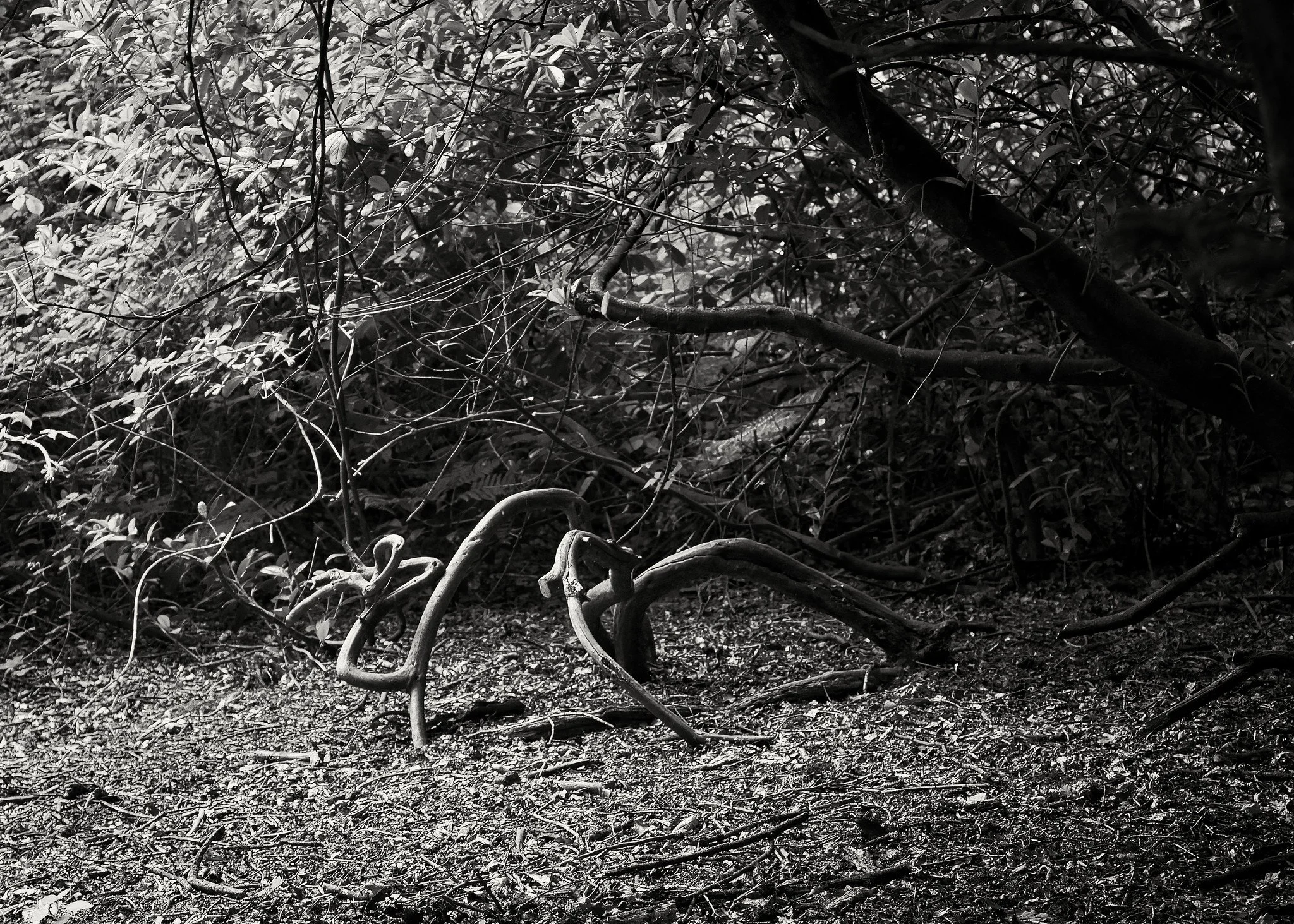 Woodland, Hatchlands Park