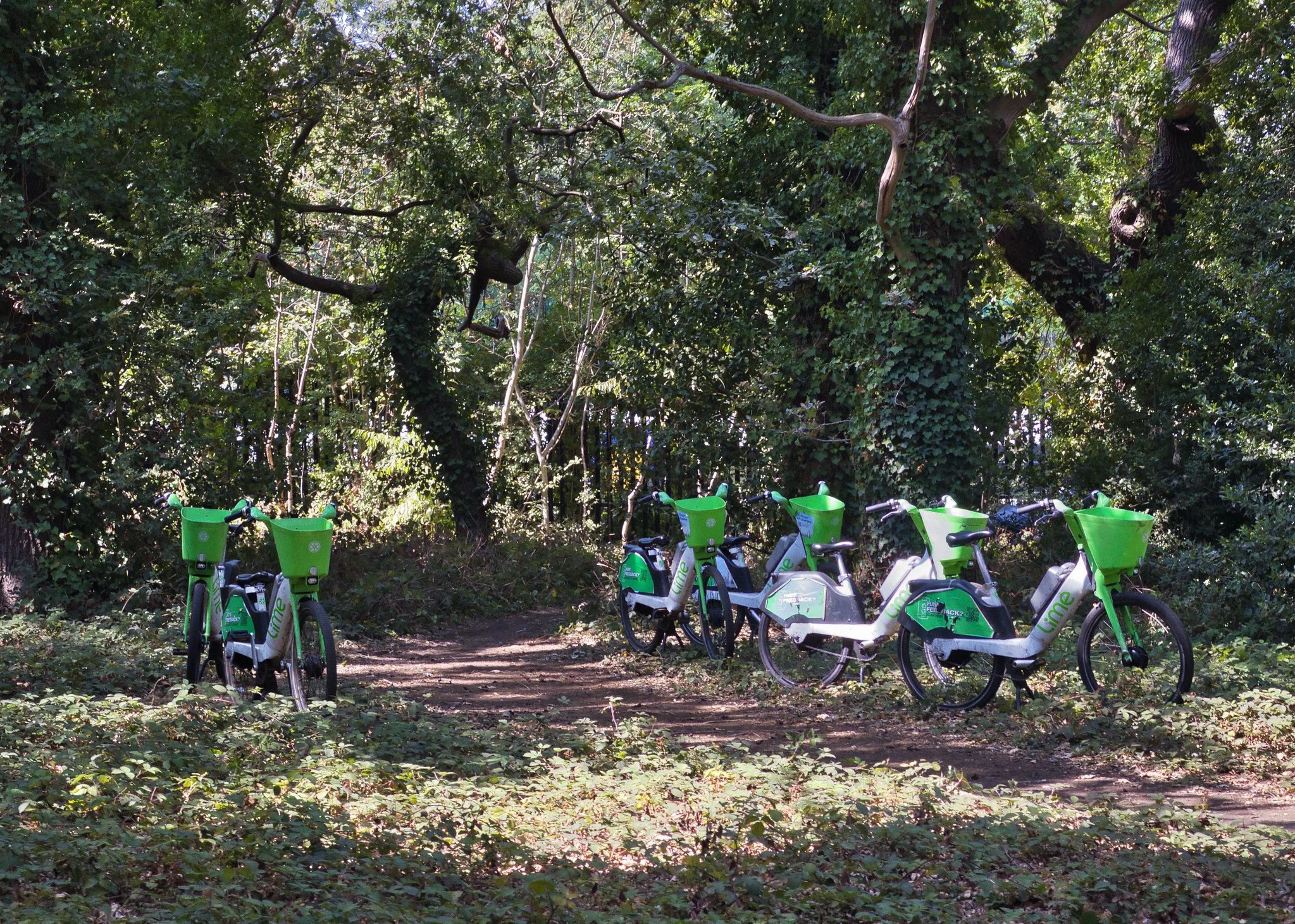 Lime bikes in the woods